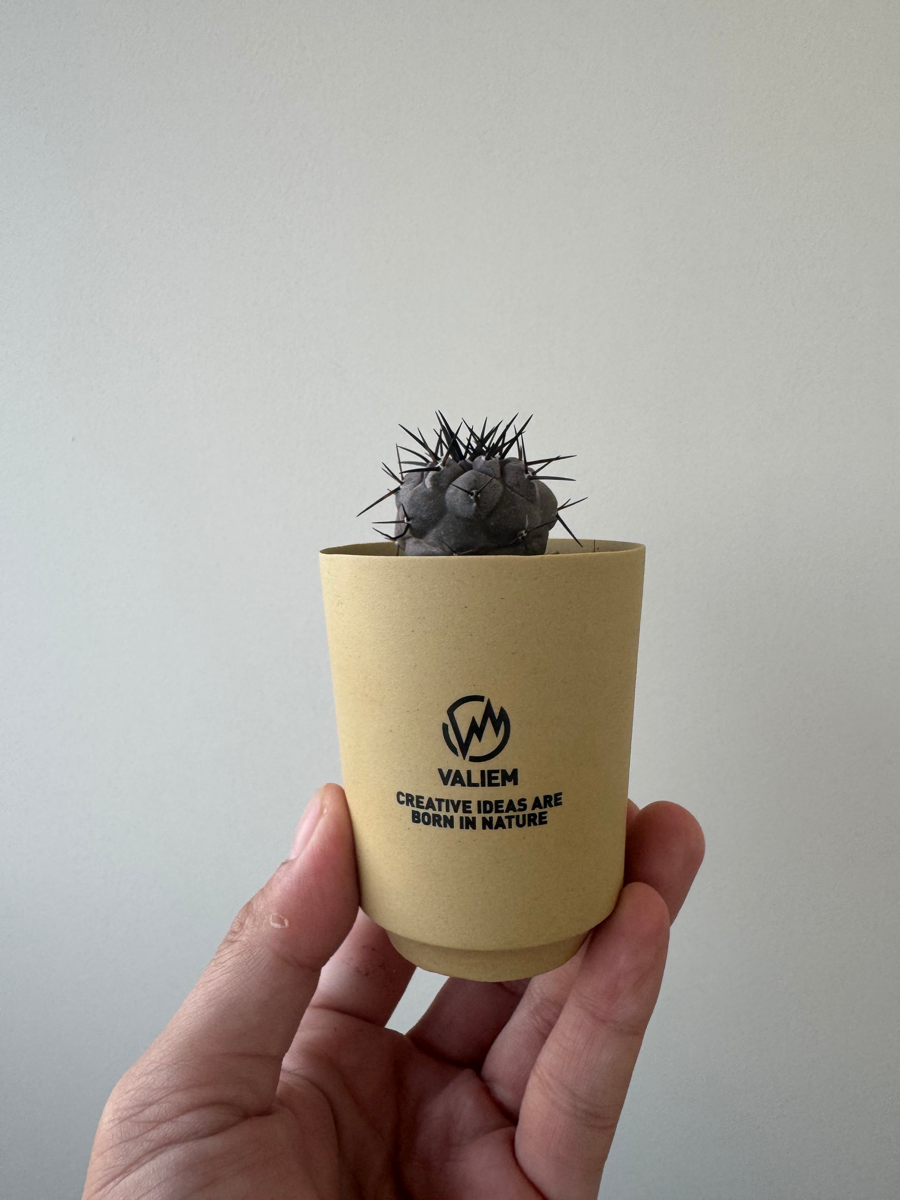 【新着】Copiapoa cinerea × VALIEM GHOST【俺の黒王丸】コピアポアシネレア