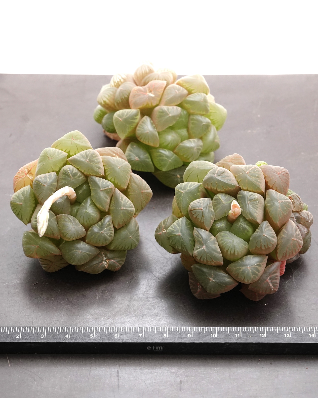 カット苗 ハオルチア 玉露 Haworthia 'Gyokuro'