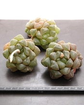 カット苗 ハオルチア 玉露 Haworthia 'Gyokuro'