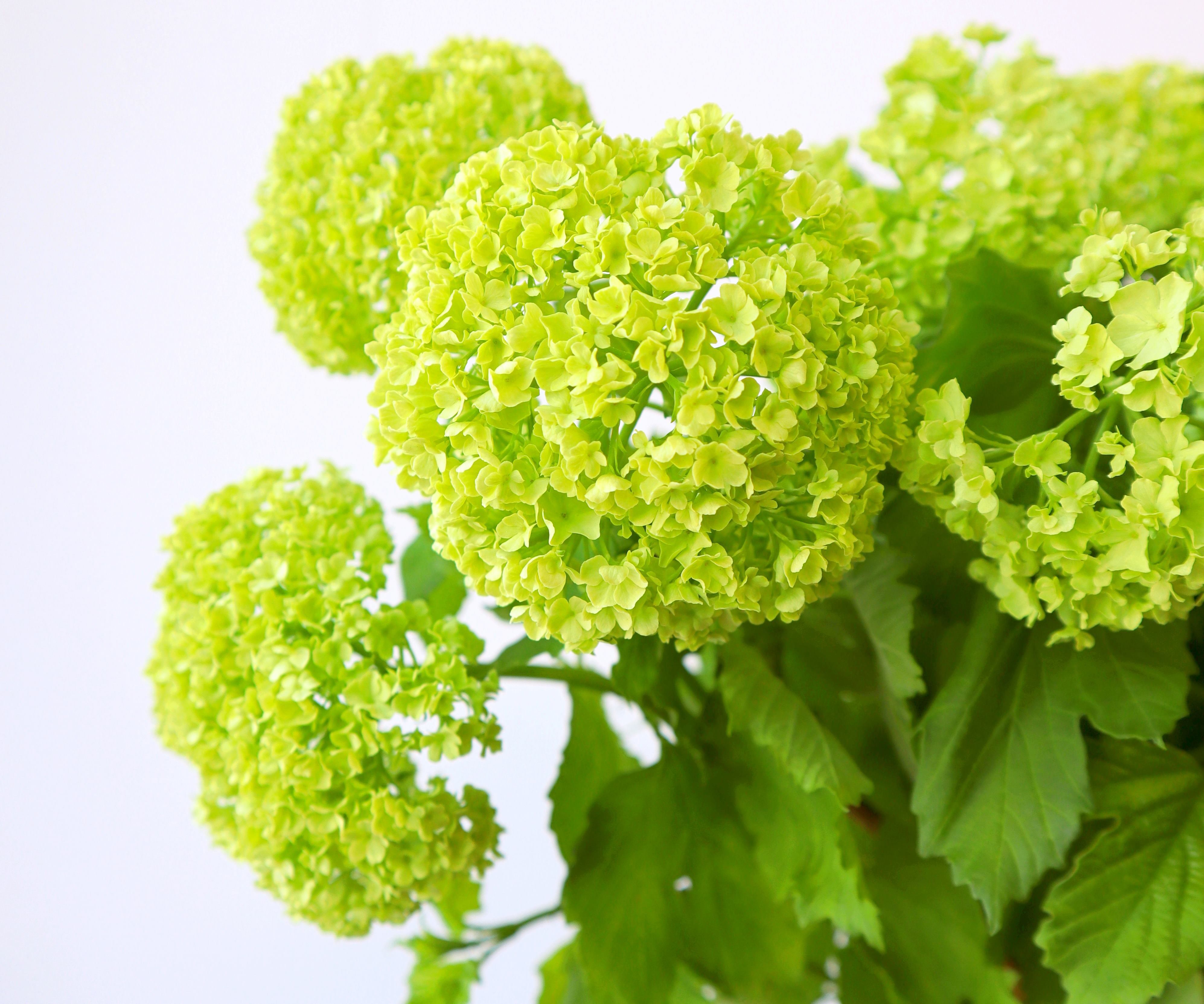 国産 ビバーナム スノーボール 5本 Jp Farmers Com