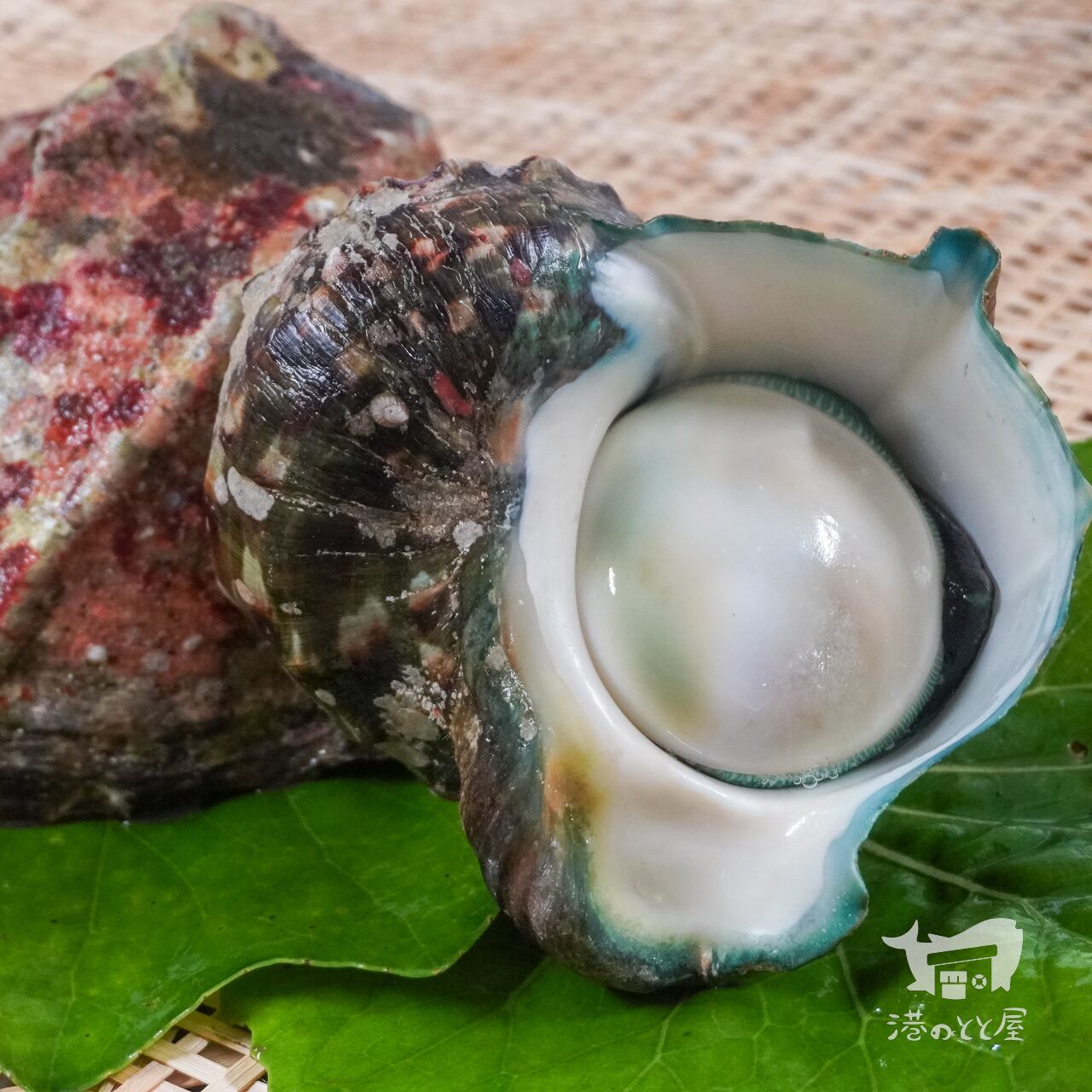 夜光貝【身・殻セット】Lサイズ | 港のとと屋