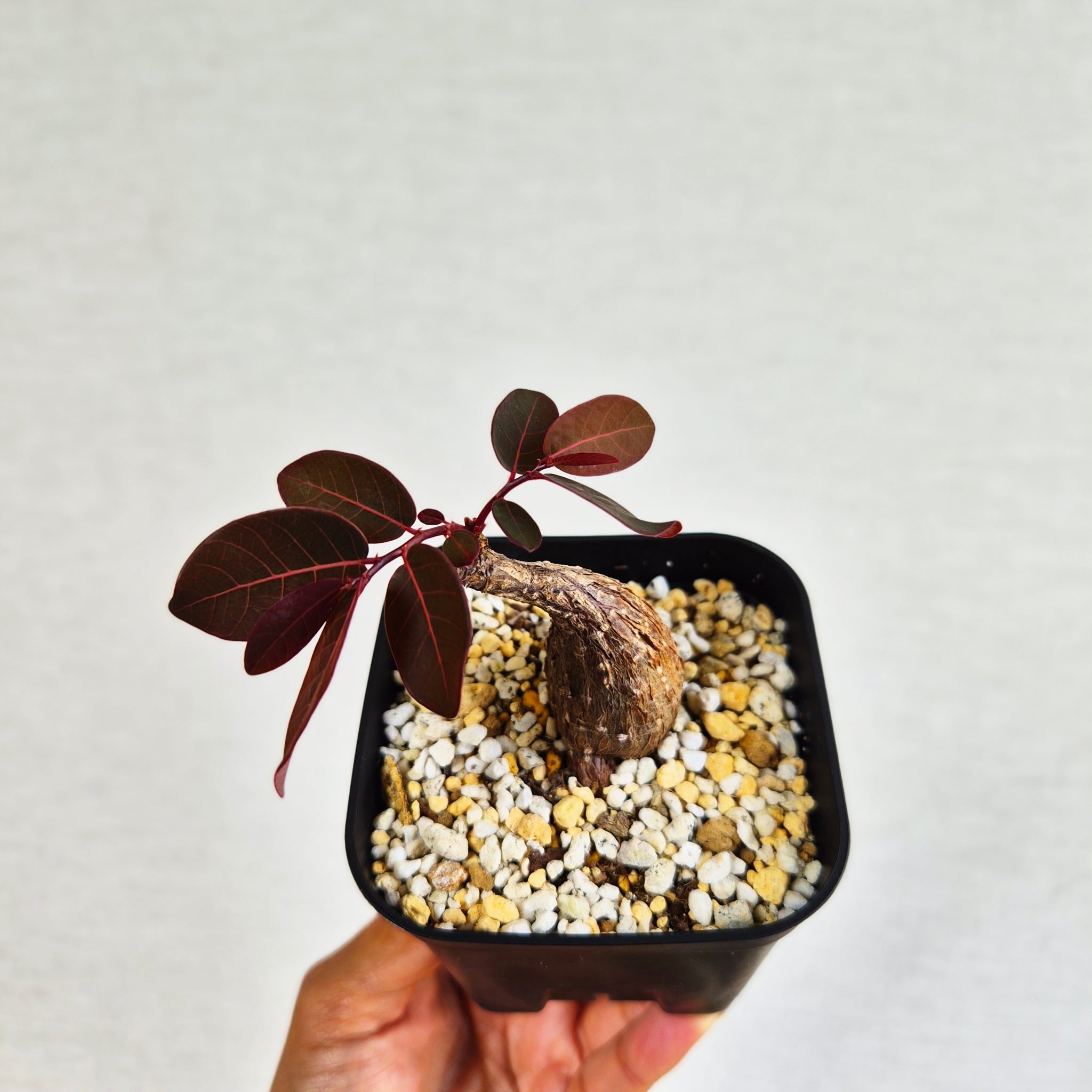⑭〚フィランサス・ミラビリス〛Phyllanthus Mirabilis 塊根植物 コーデックス ポット発送