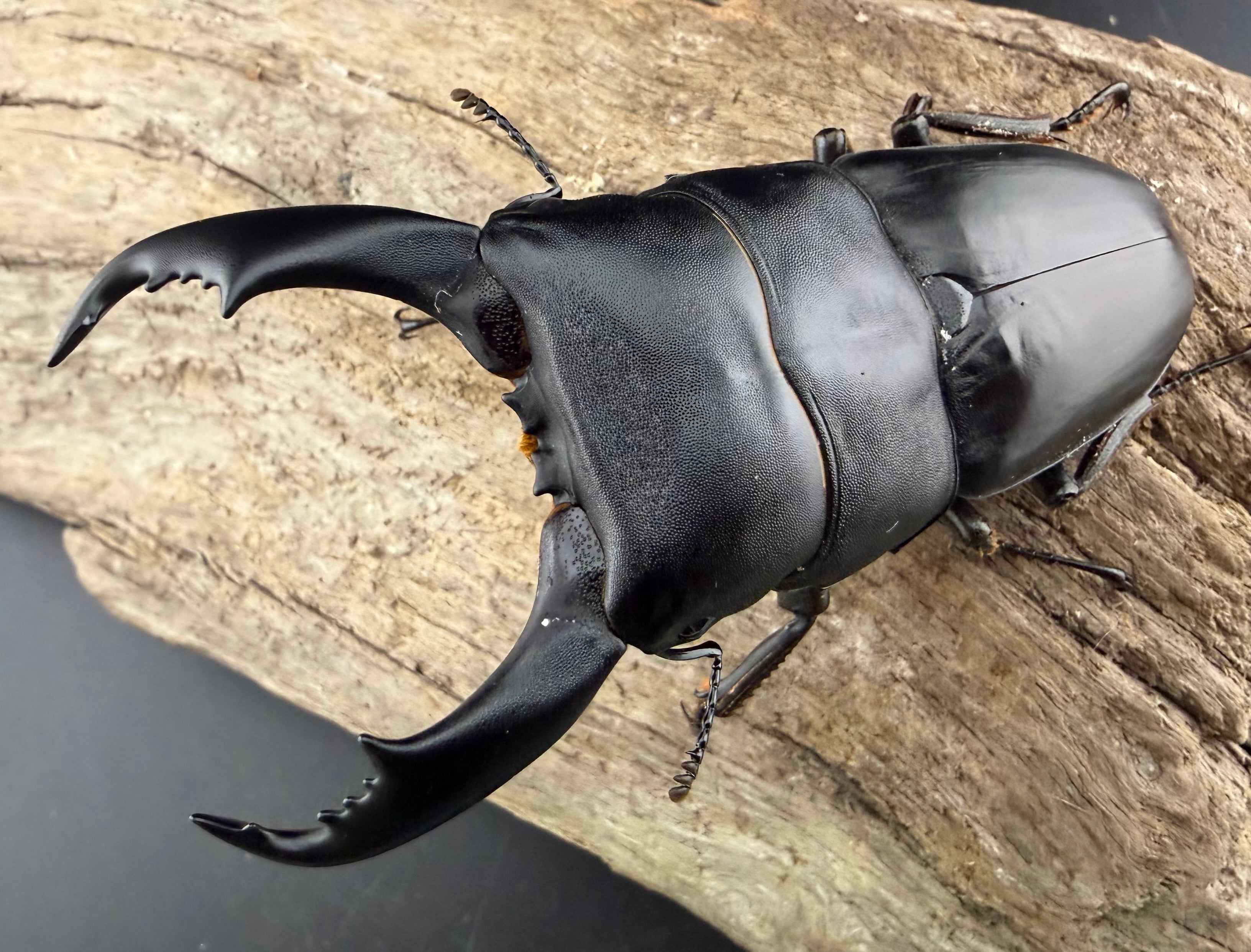 タタードラビット　ベア激レア WF1】《ブルーダンヒラタ 84.5mm ペア》 | KPW公式オンラインショップ