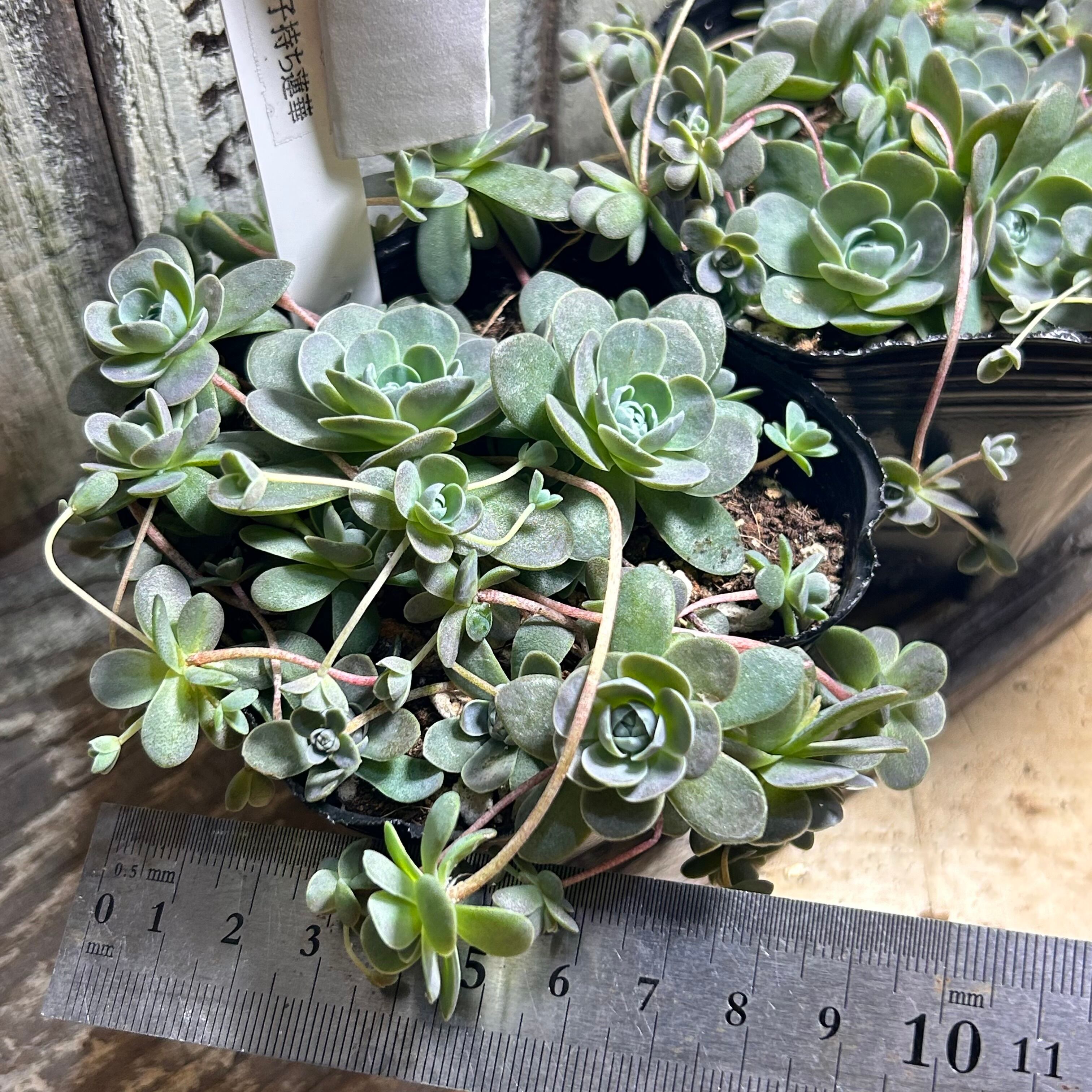 子持ち蓮華 | RuPo 多肉植物専門店