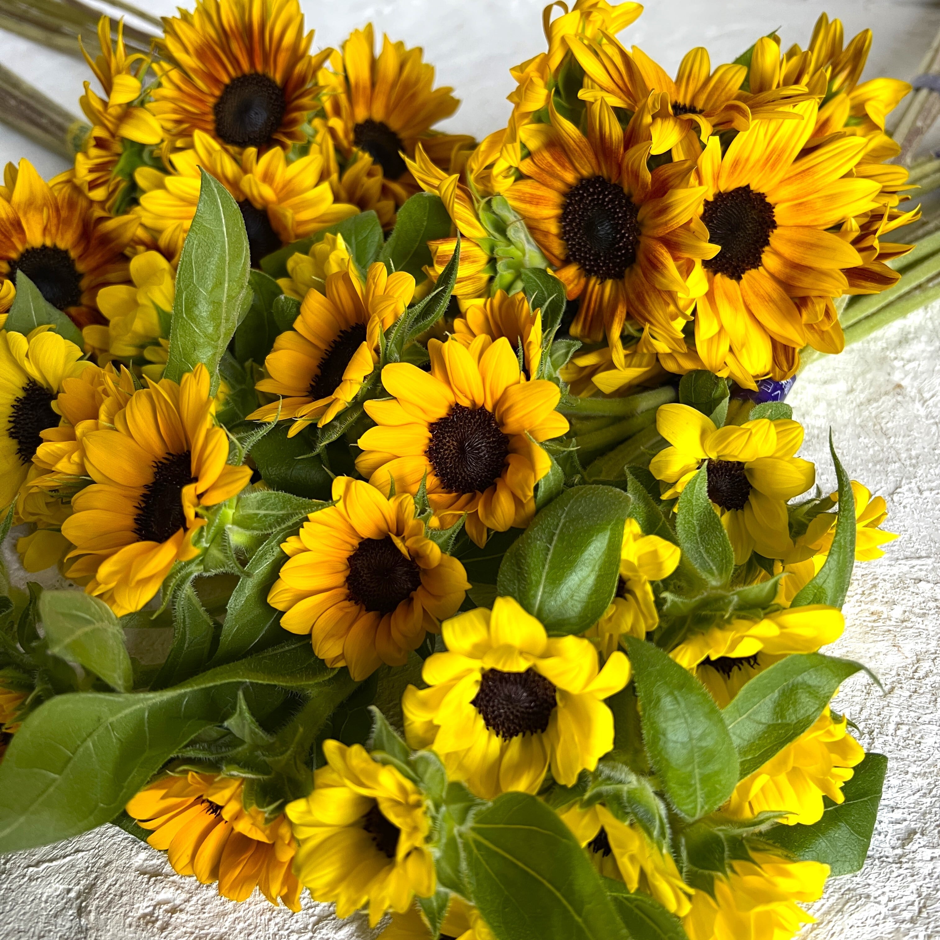 完売しました！救済ありがとうございます！〉〈規格外品☆救済企画