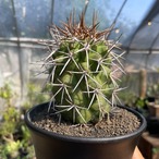 Copiapoa desertorum【コピアポア・デセルトルム・実生】