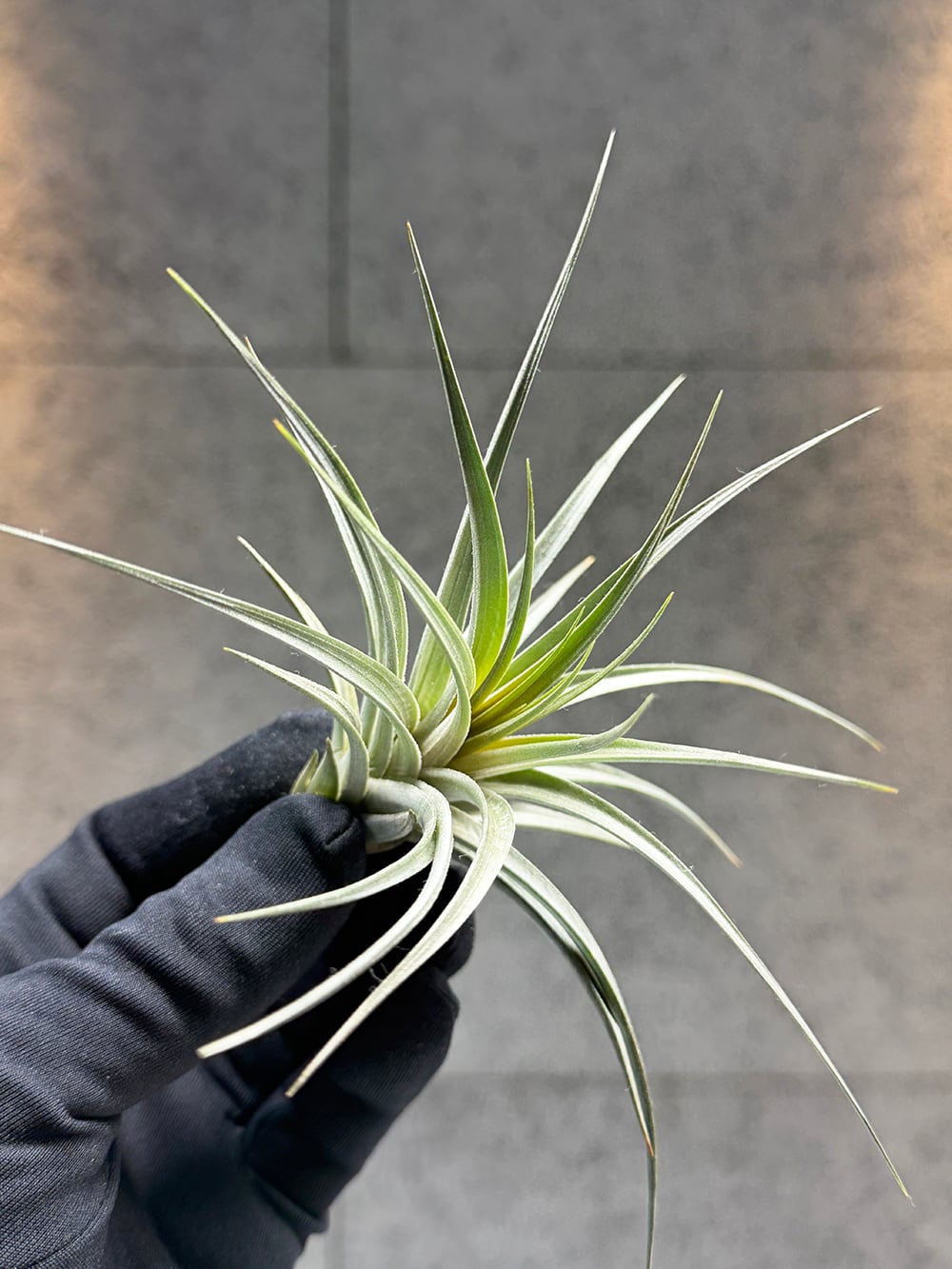 ドリナリア クエルシフォリア 斑入り 【Drynaria quercifolia