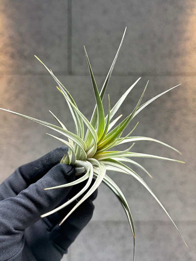 クォーツクラスター【ML-0087】インド マニカラン