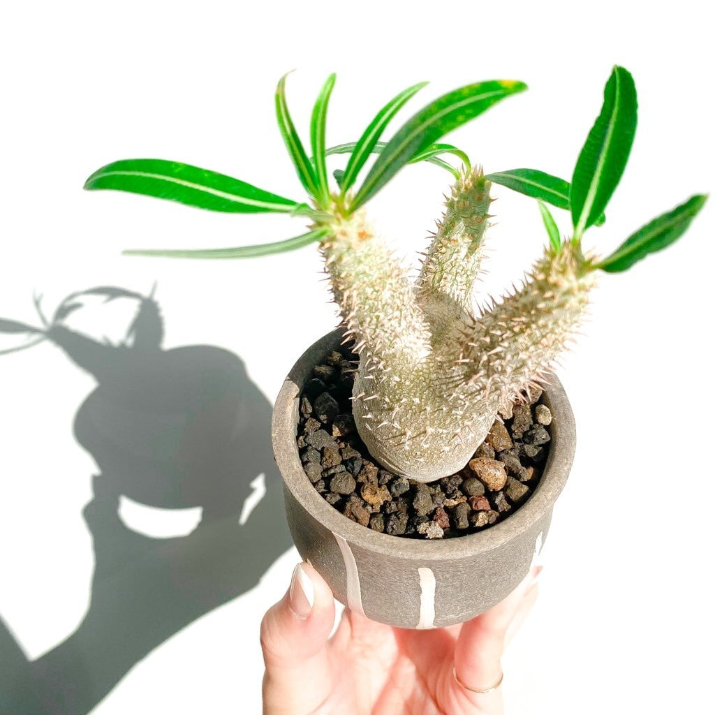 パキポディウム・イノピナーツム | INERMIS ～perfect plants～