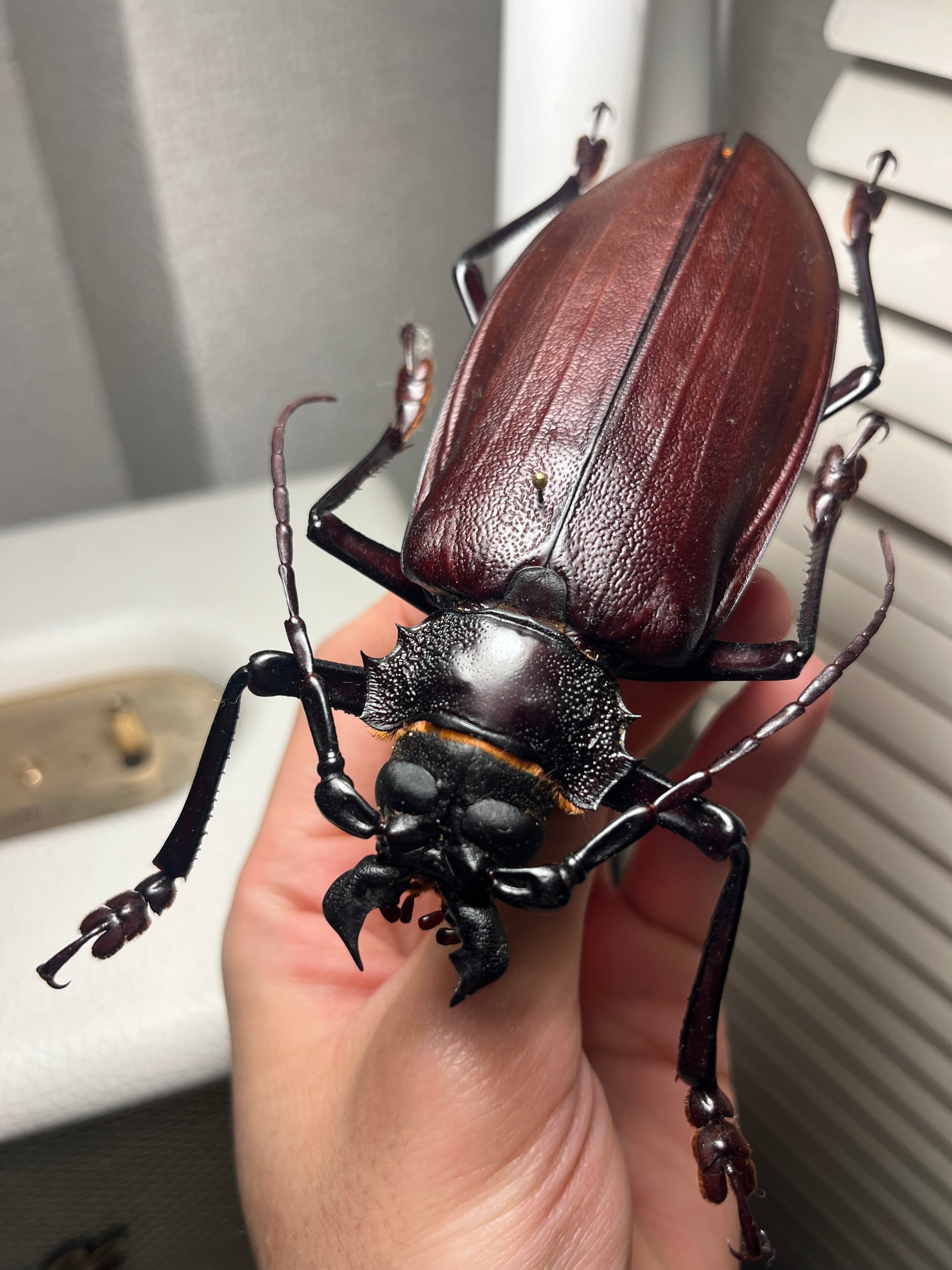 121mm】タイタンオオウスバカミキリ カブトムシクワガタハナムグリ