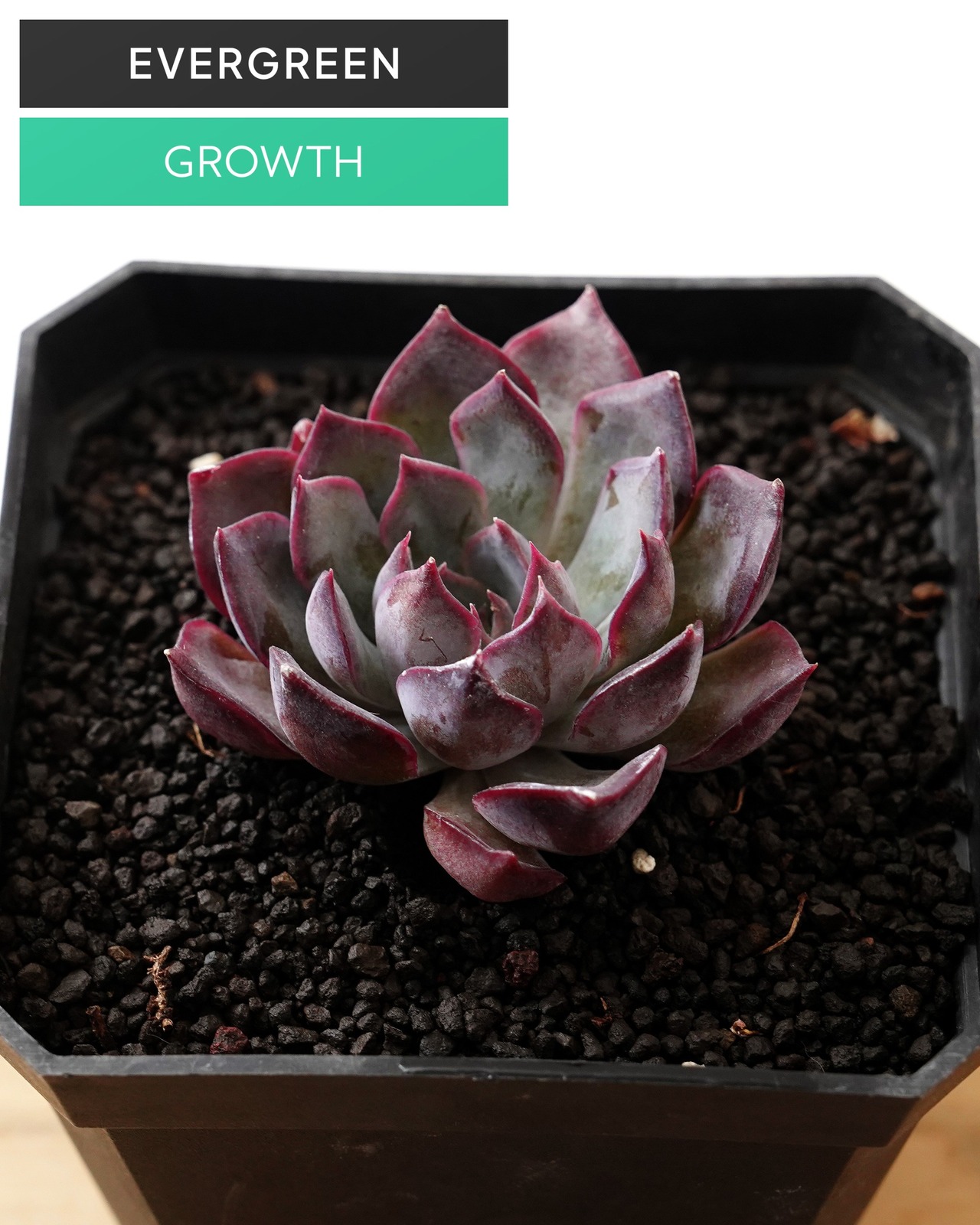 一部発根済カット苗 ダークアイス M Echeveria 'Dark Ice'