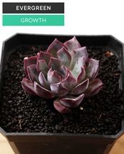 一部発根済カット苗 ダークアイス M Echeveria 'Dark Ice'