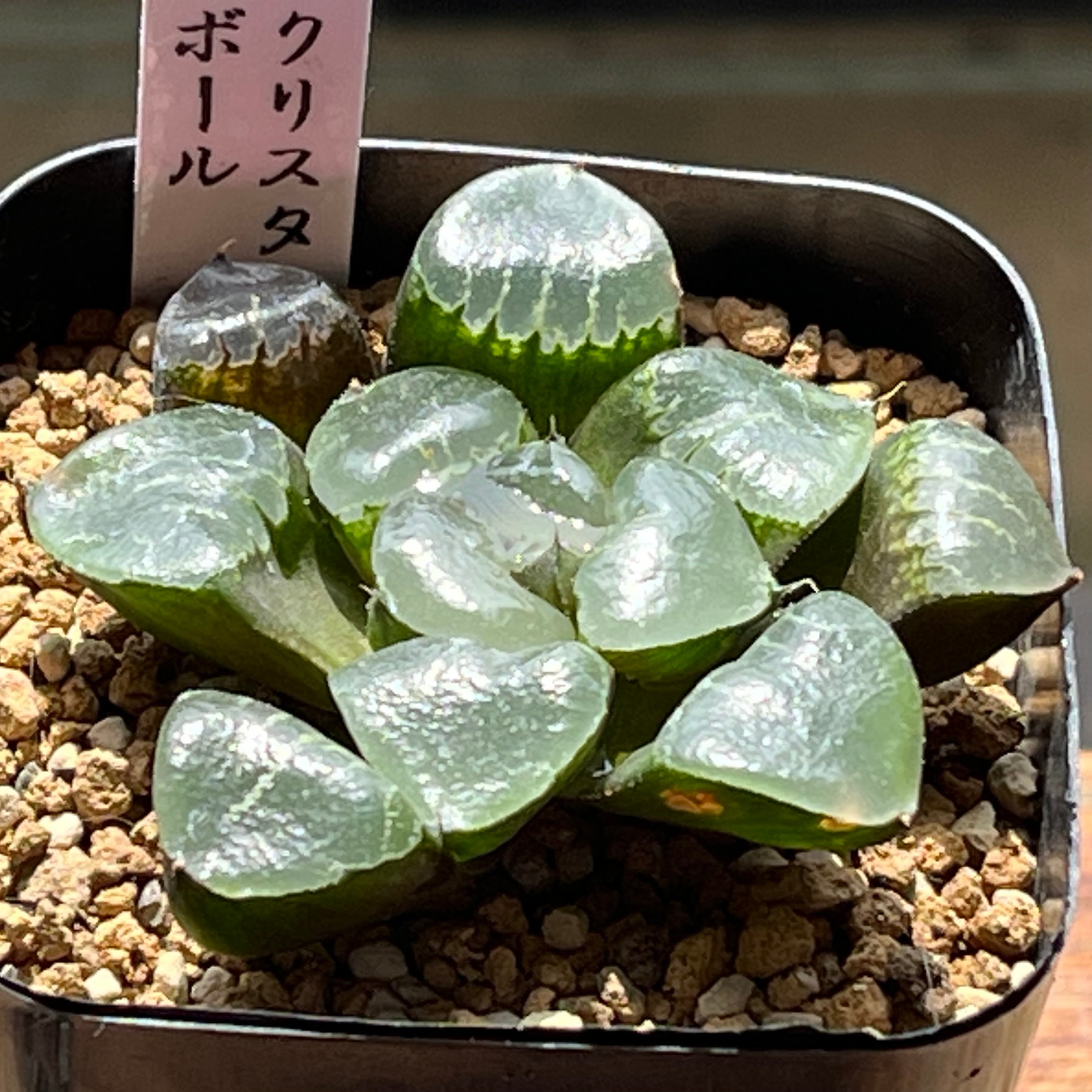 ハオルチア ジェリーフィッシュ錦 | mocono_plants