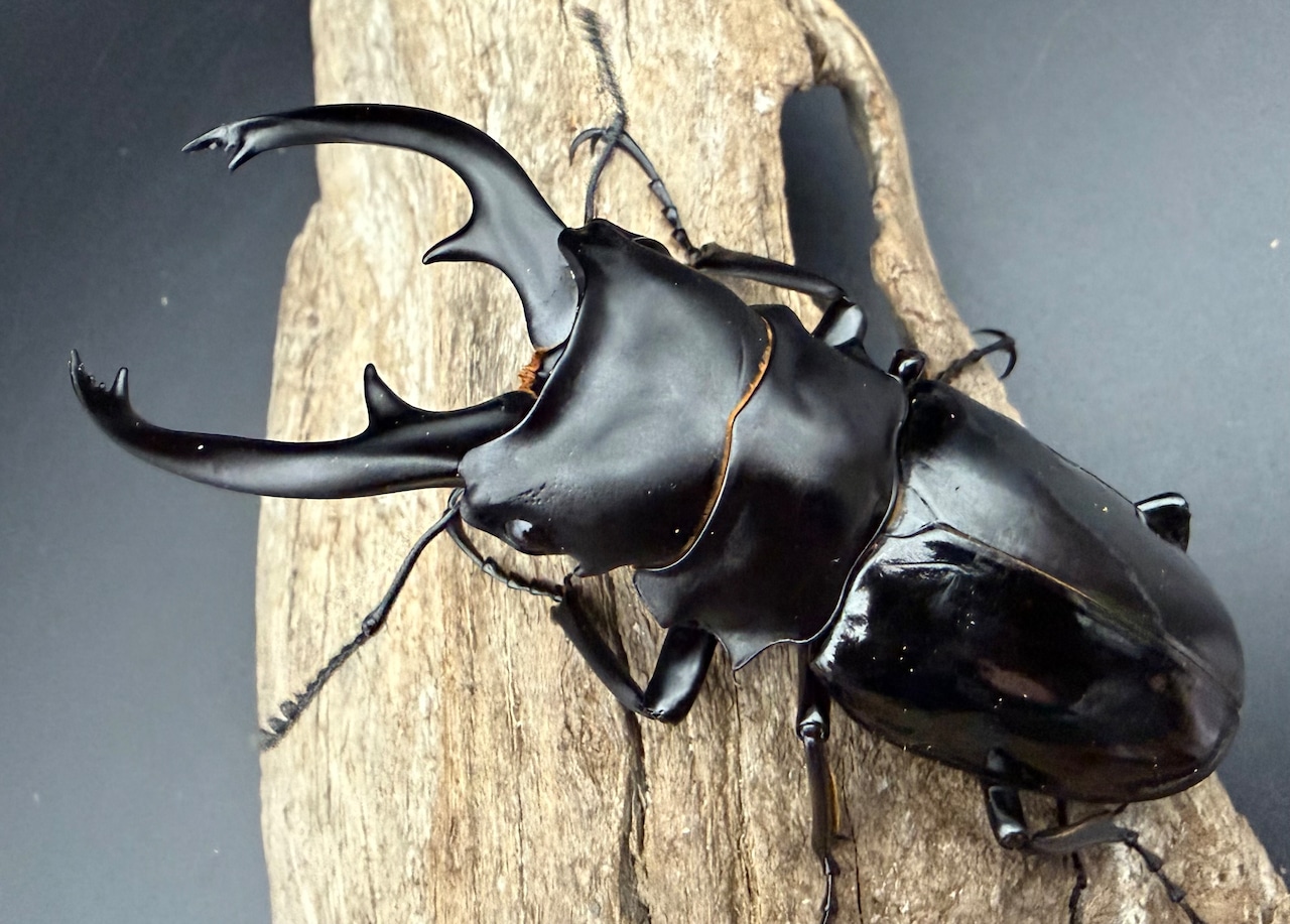 【WD】《インターメディアツヤクワガタ ネグロス島産 94.5mm ペア》