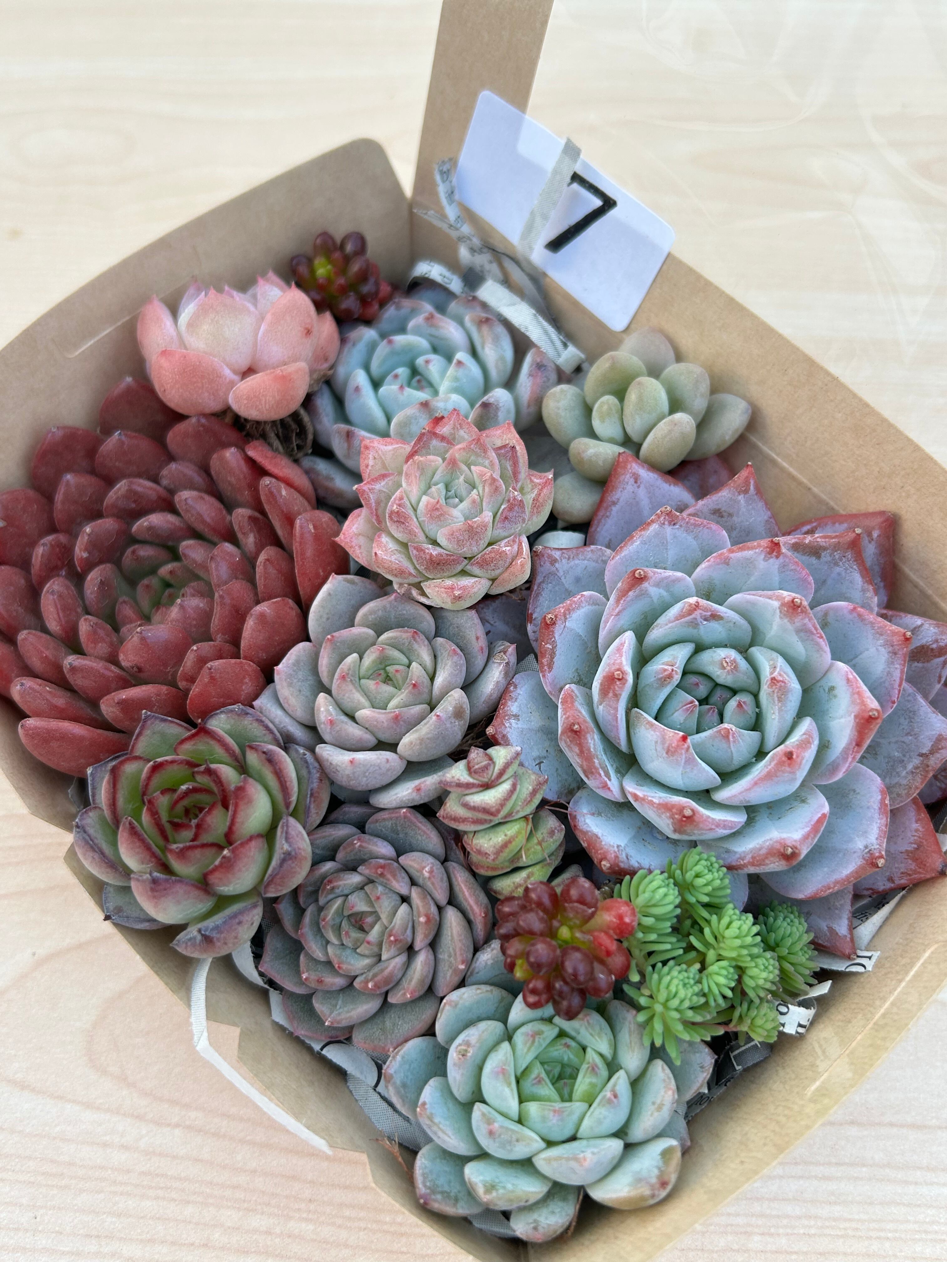 ✨サブシセリス錦✨美苗  カット苗 ✨サブシセリス錦✨美苗 カット苗 【公式通販】