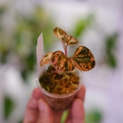 PEPEROMIA METARICA varigated / ペペロニア メタリカ