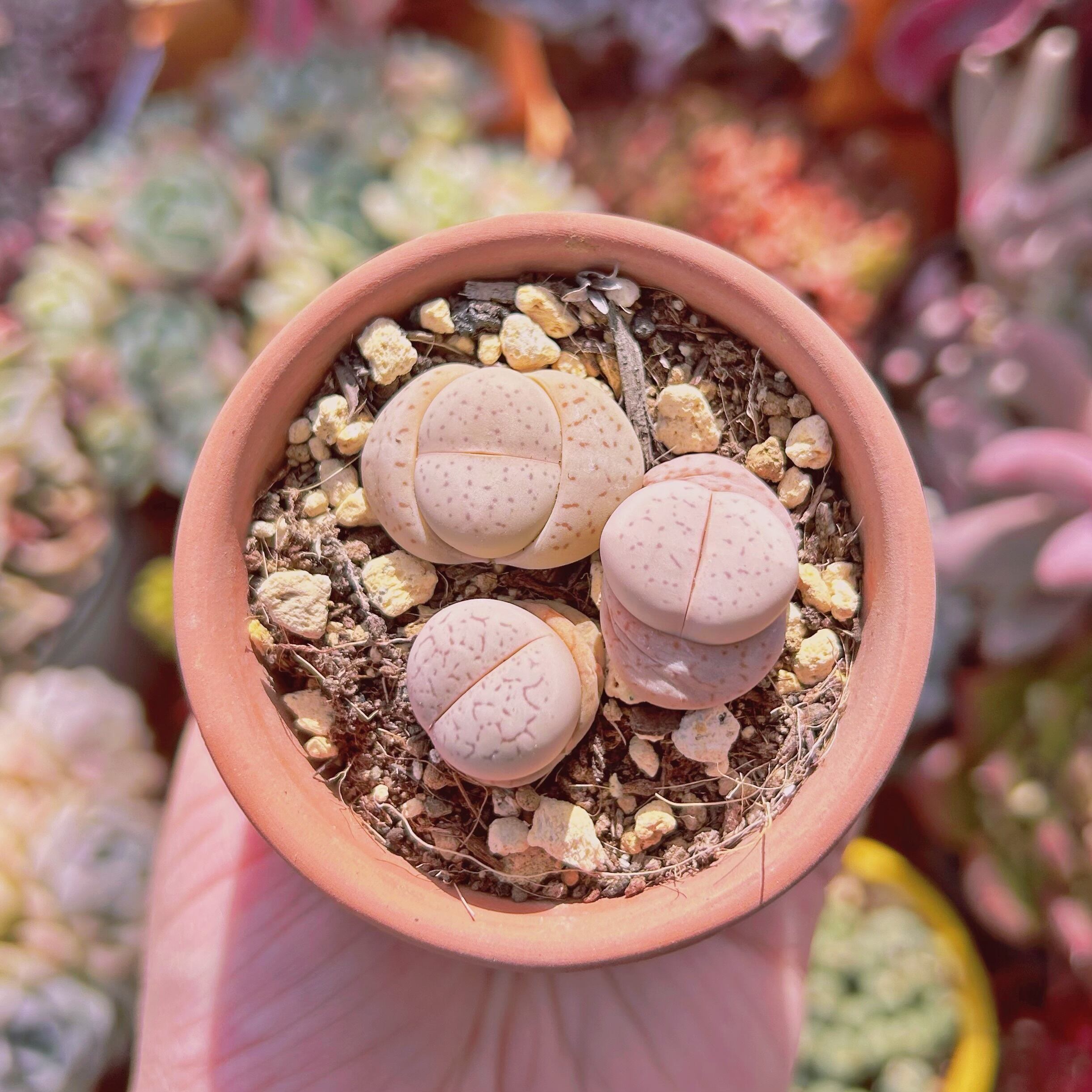 #586現物　多肉植物　綾耀玉　鉢のまま発送