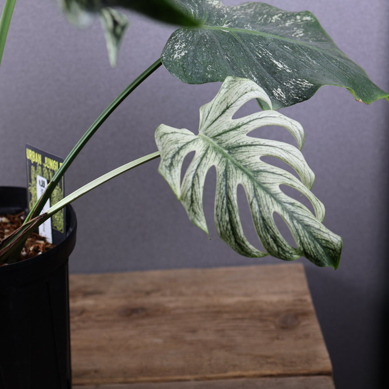 536『urban jungle モンステラ デビルモンスター』観葉植物【送料無料