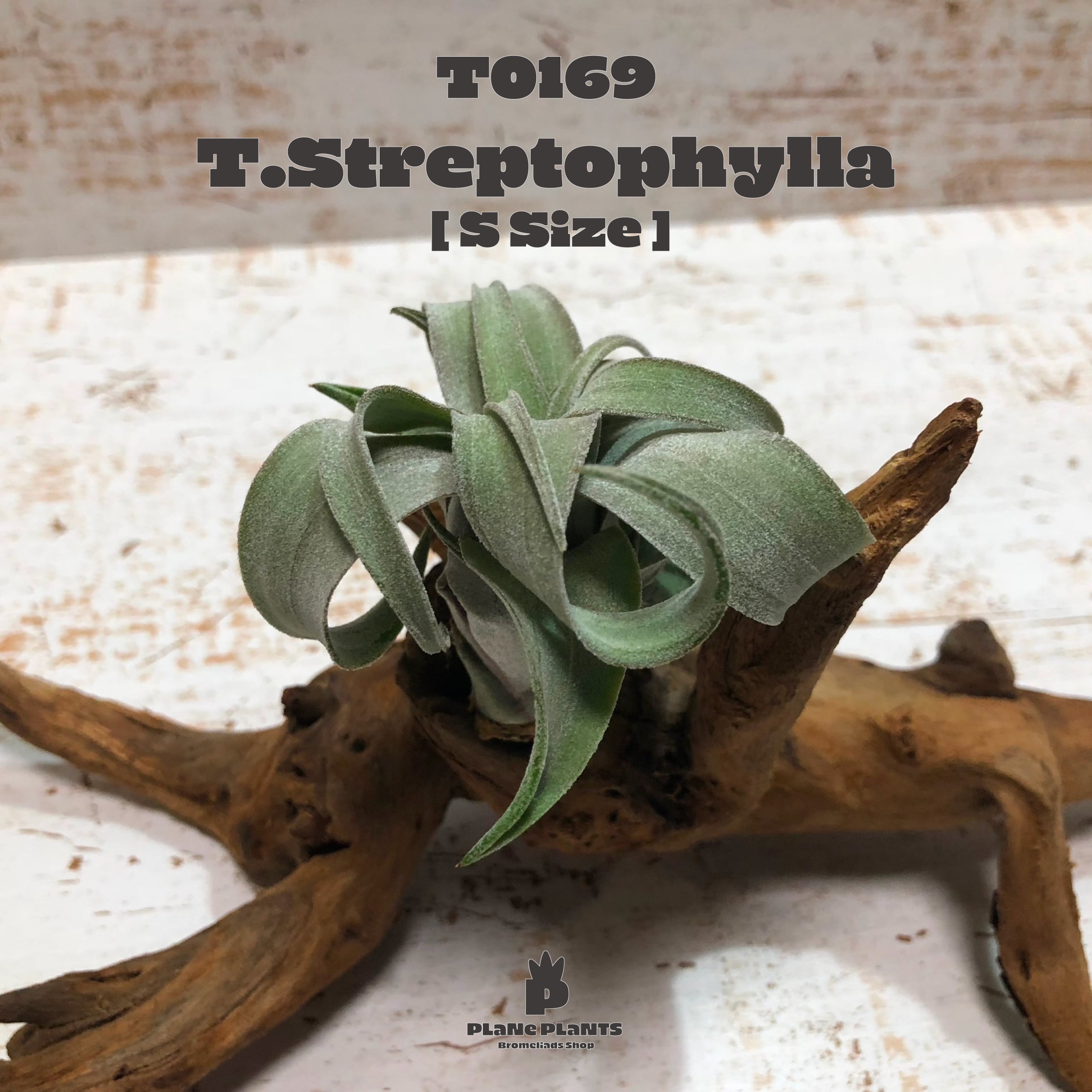 【送料無料】ストレプトフィラS〔エアプランツ〕現品発送T0169