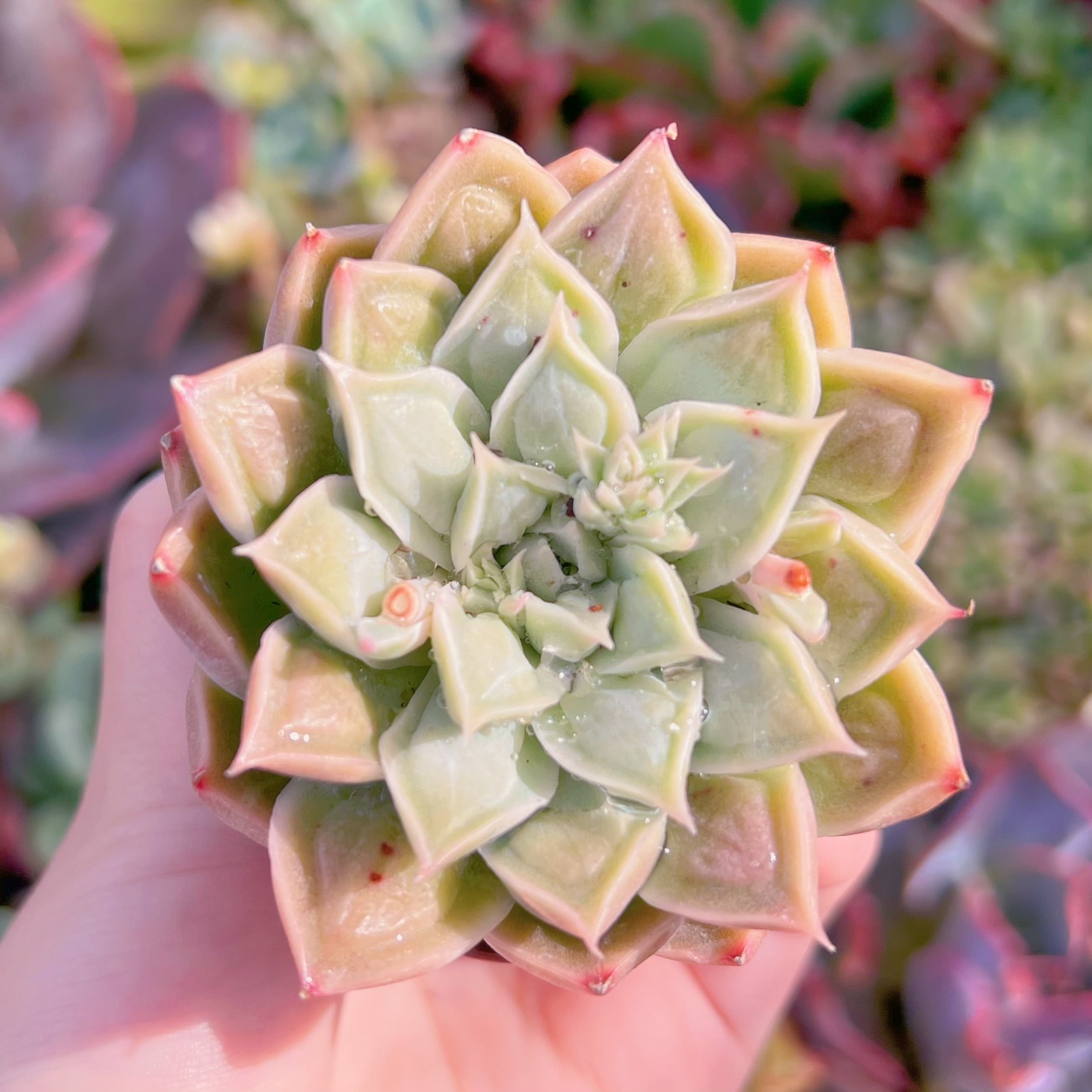 現品　ドクターストレンジ#B58　るる農園