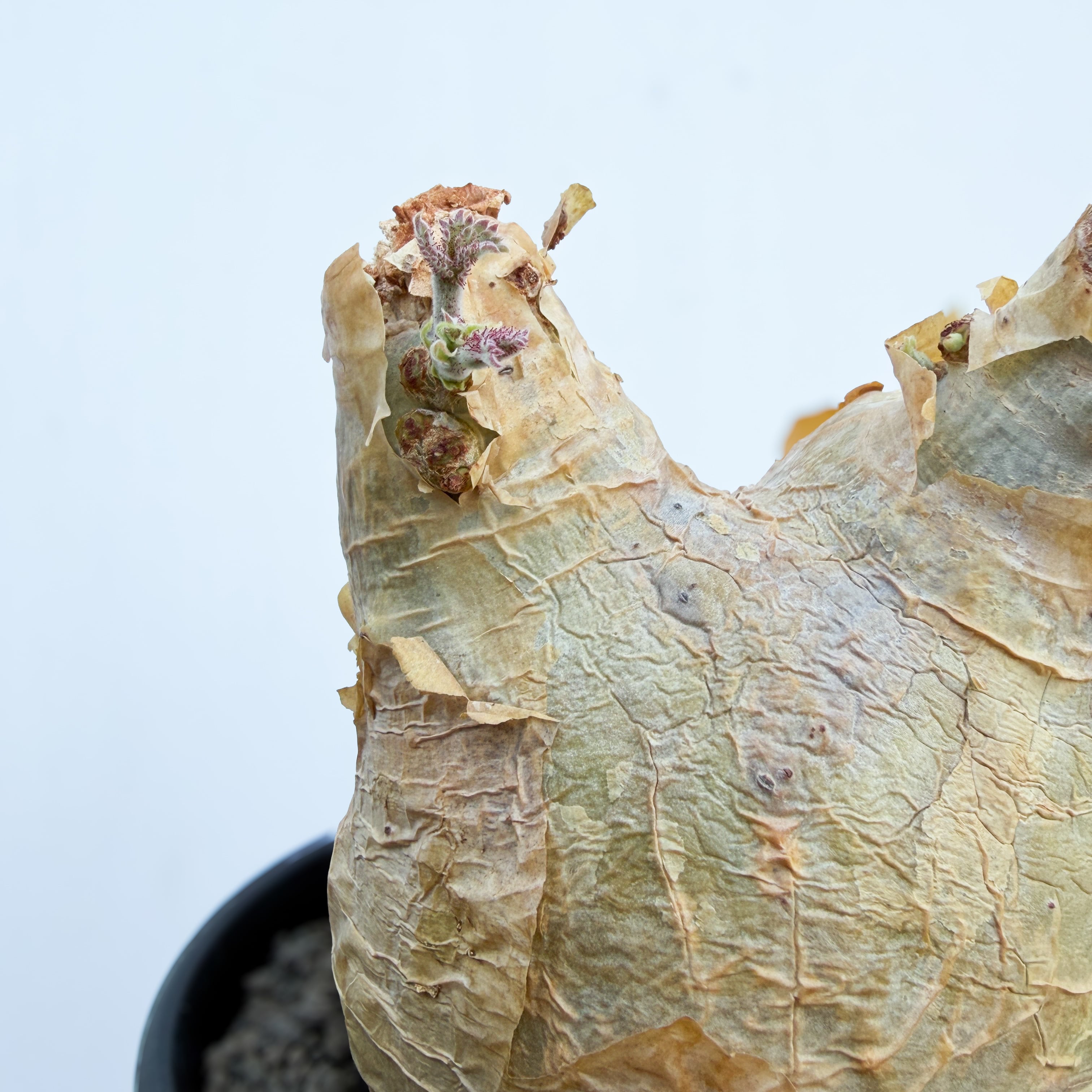 Cyphostemma uter var. macropus【キフォステンマ・ウター・マクロプス
