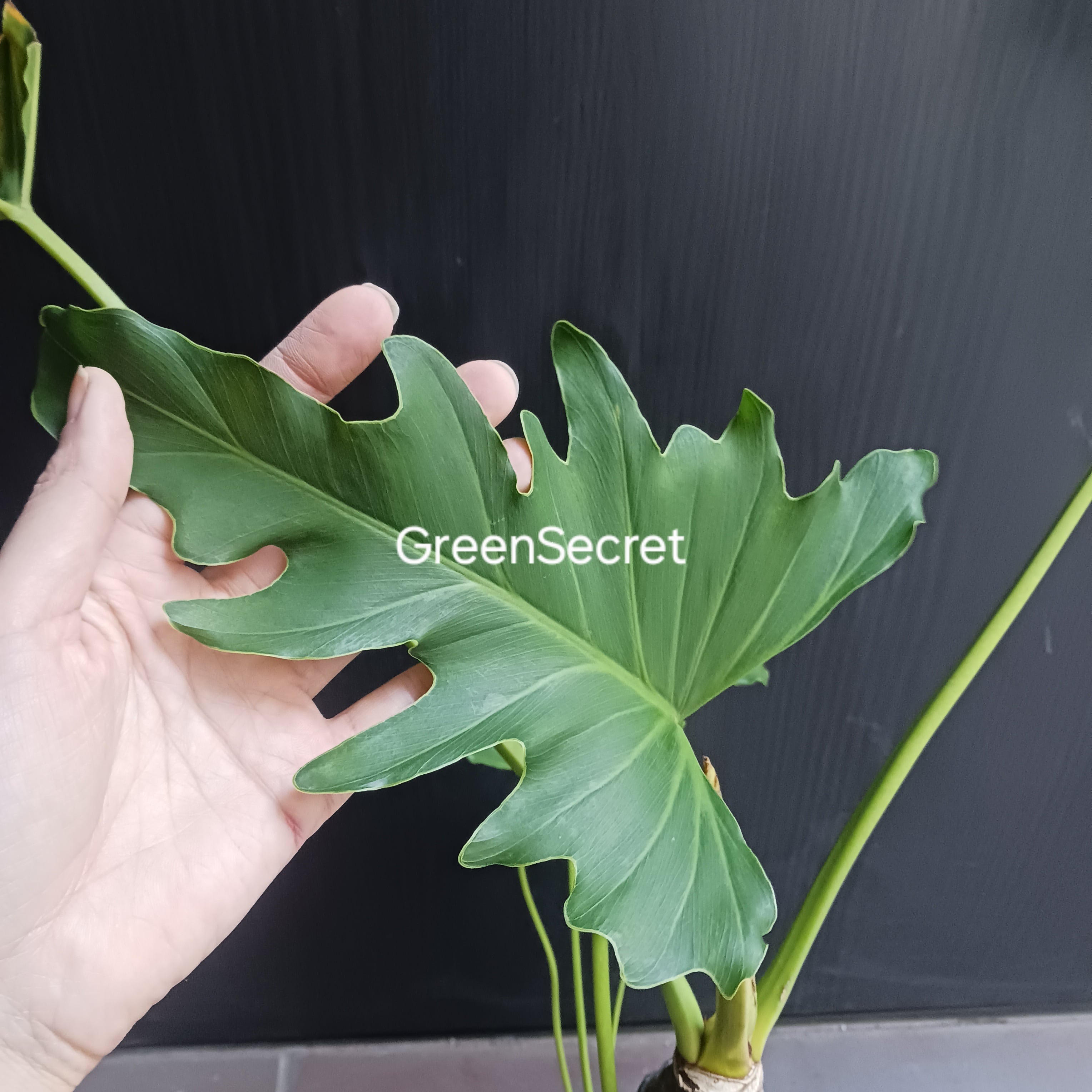 10 セローム 6号 幹上がり 幹立ち | GreenSecret
