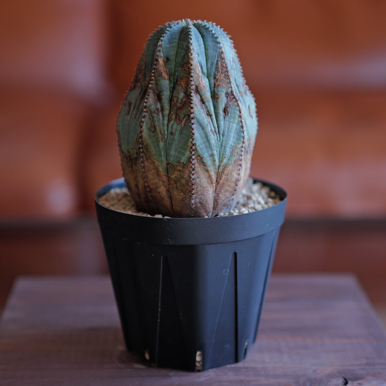 木質化 マウンテン オベサ / 良型 ユーフォルビア | LIGHTHOUSE.PLANTS