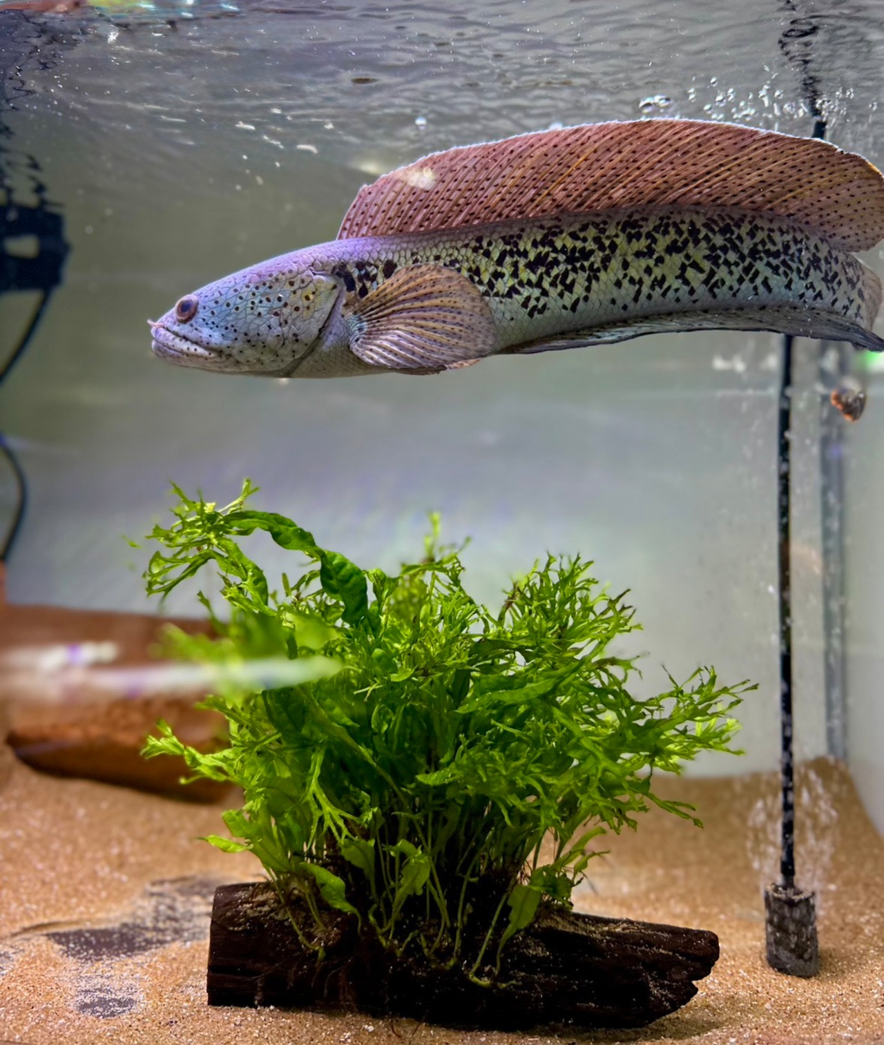 チャンナバルカ - 7