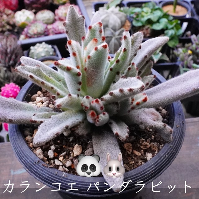 【パンダラビット 2】多肉植物　カランコエ　大きめサイズで育てやすい