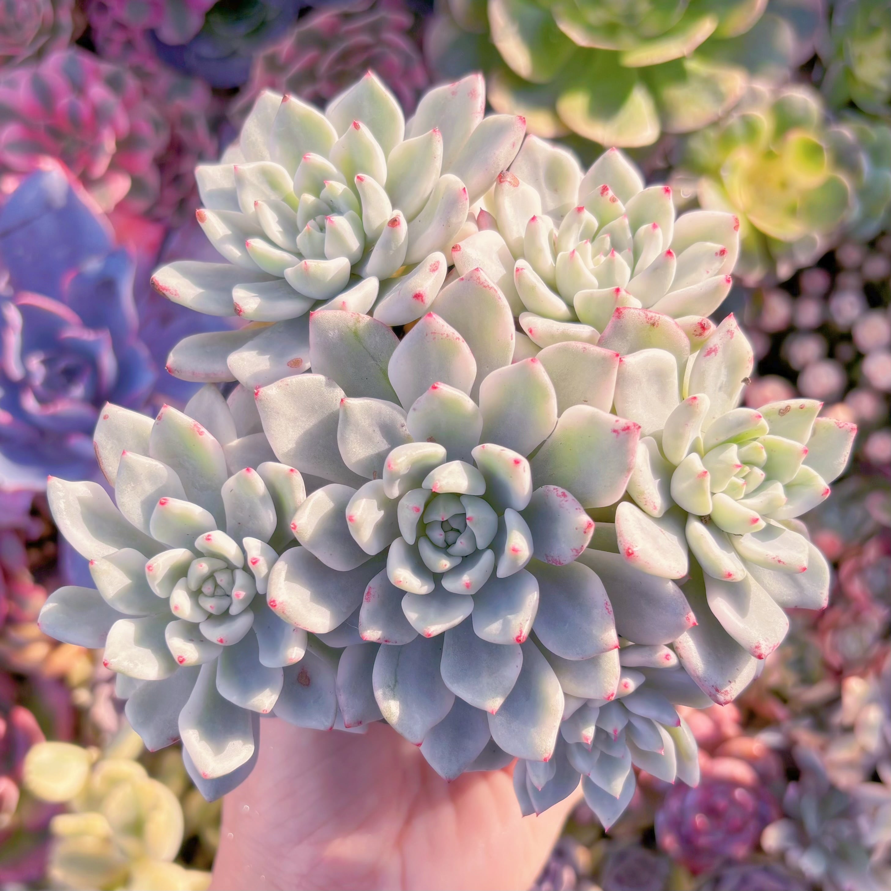 現品　雪の女王錦#C53　大群生　るる農園