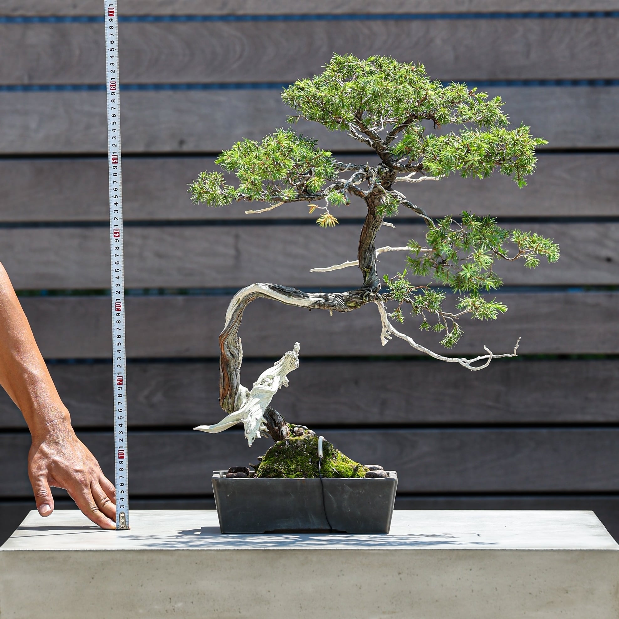 盆栽 杜松 トショウ | 【公式EC】BONSAI IKUMA 盆栽 杜松 トショウ | 【公式EC】BONSAI IKUMA