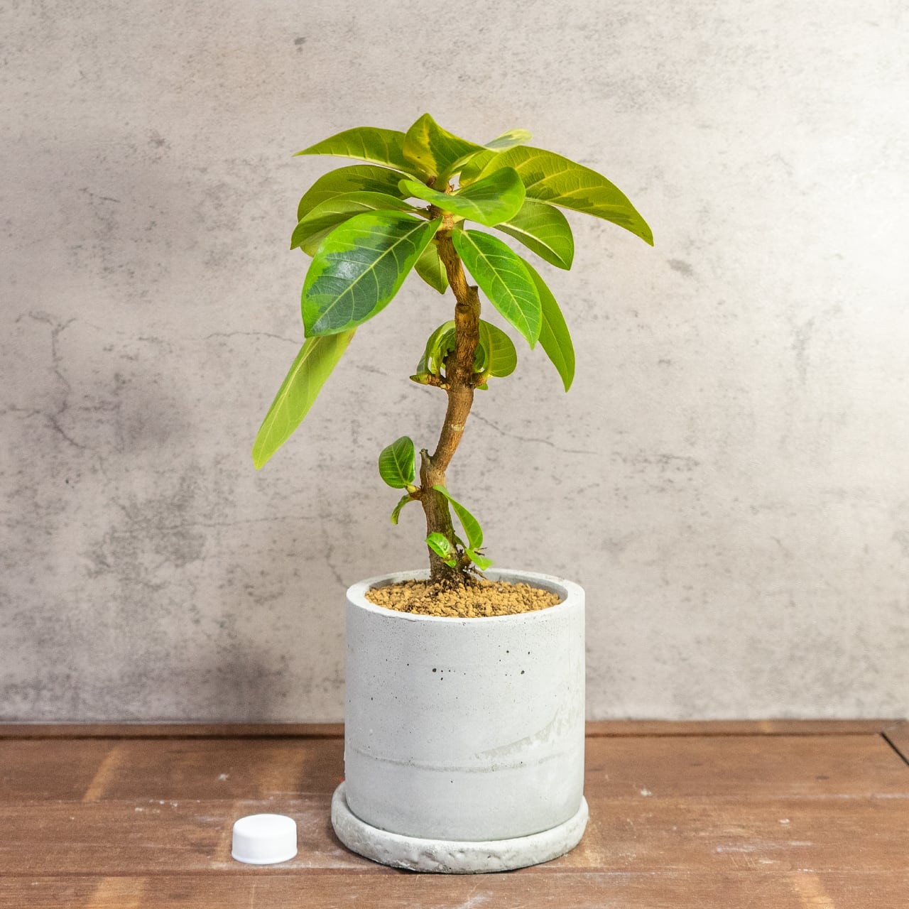 【モダンインテリア】フィカス アルテッシマ 曲線美を楽しむ 曲がり樹形 モルタル鉢 ミニマルで格好いい 丁寧な暮らし ■虫発生抑制