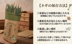 深谷蜜ねぎ2,5キロ