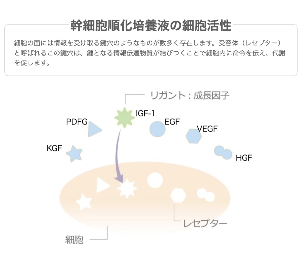 agemu アゲム スカルプセラム(頭用美容液)　100ml