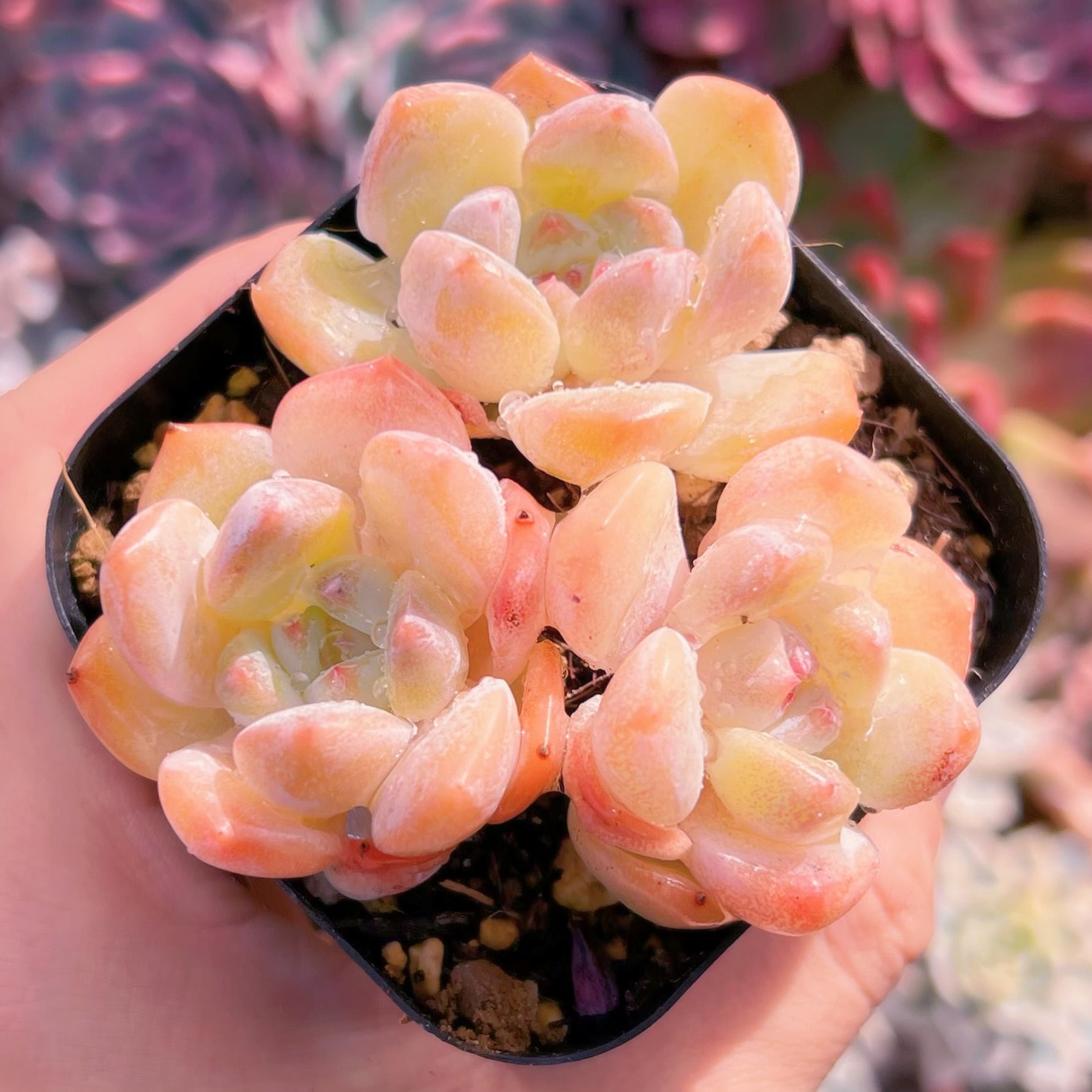 現品　厚夢#661    古株   るる農園