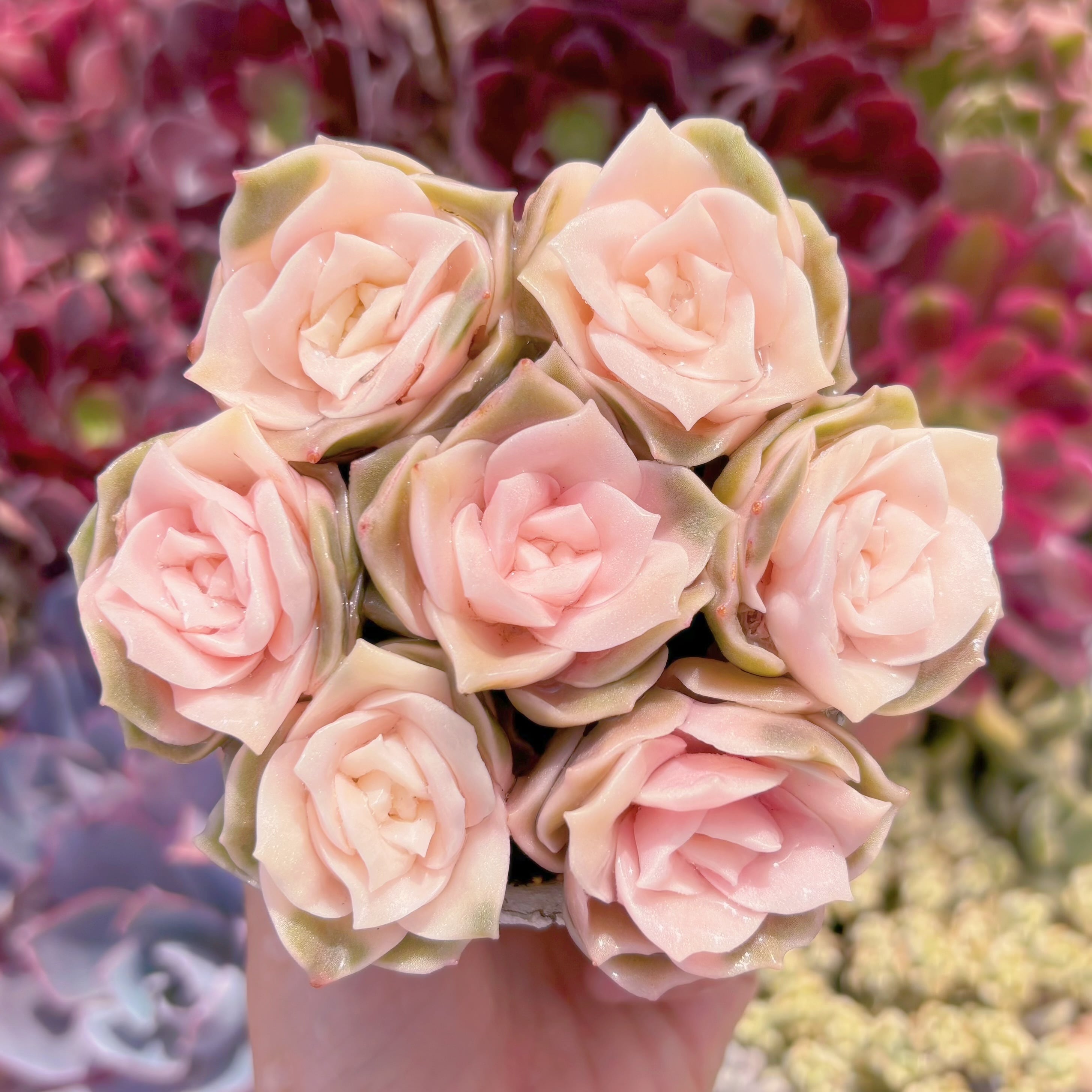 多肉植物　ラブリーローズ錦(7頭)　新入荷　るる農園