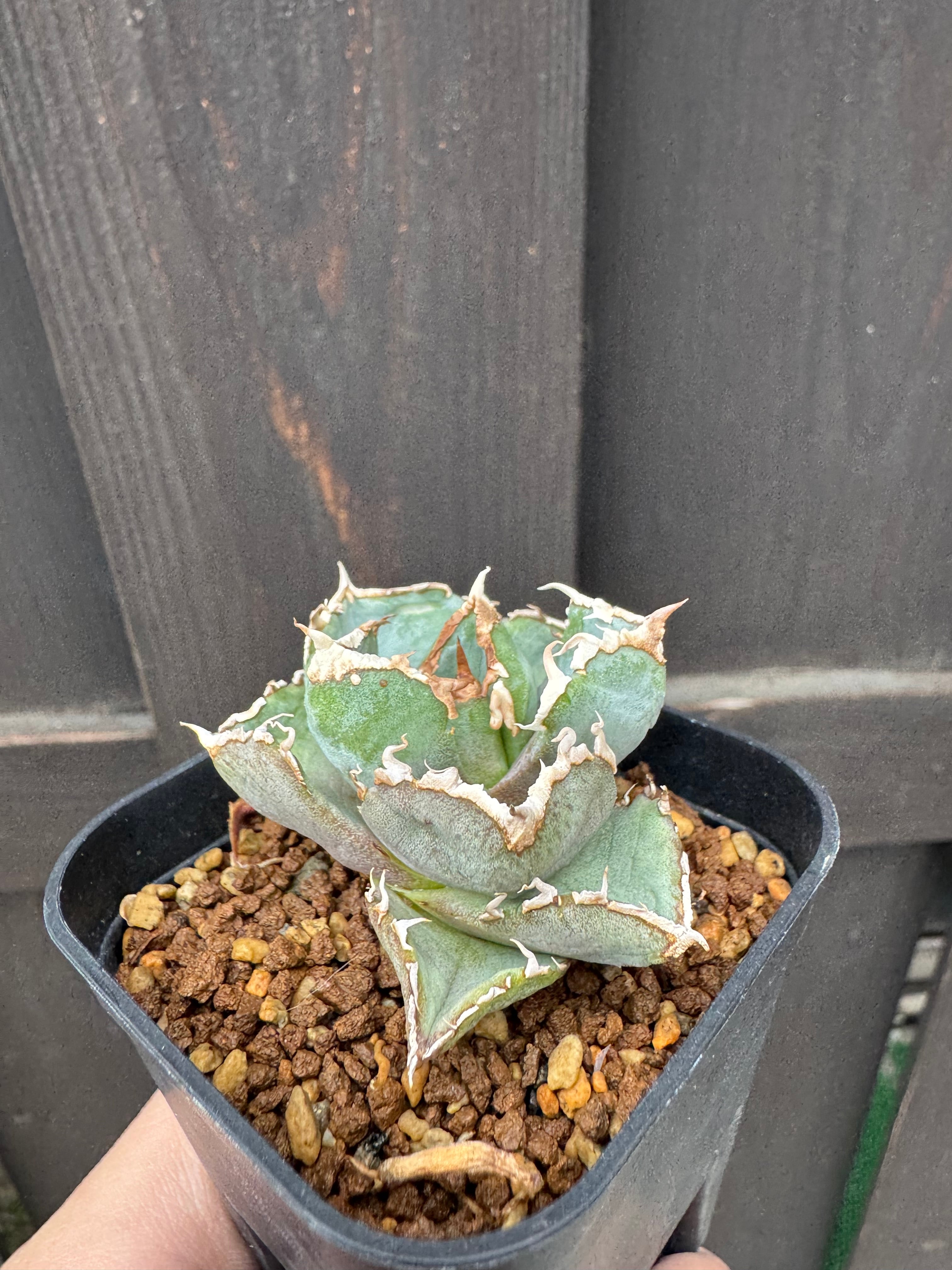 新着】Agave titanota 清桜【極上のOC苗】アガベ チタノタ '清櫻' from