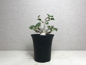ヤトロファ マルギナータ