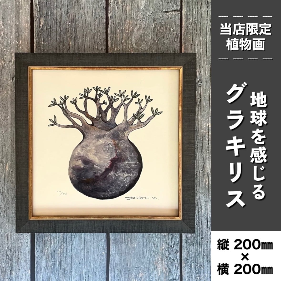 地球を感じるグラキリス】複製原画 | BOKUTO