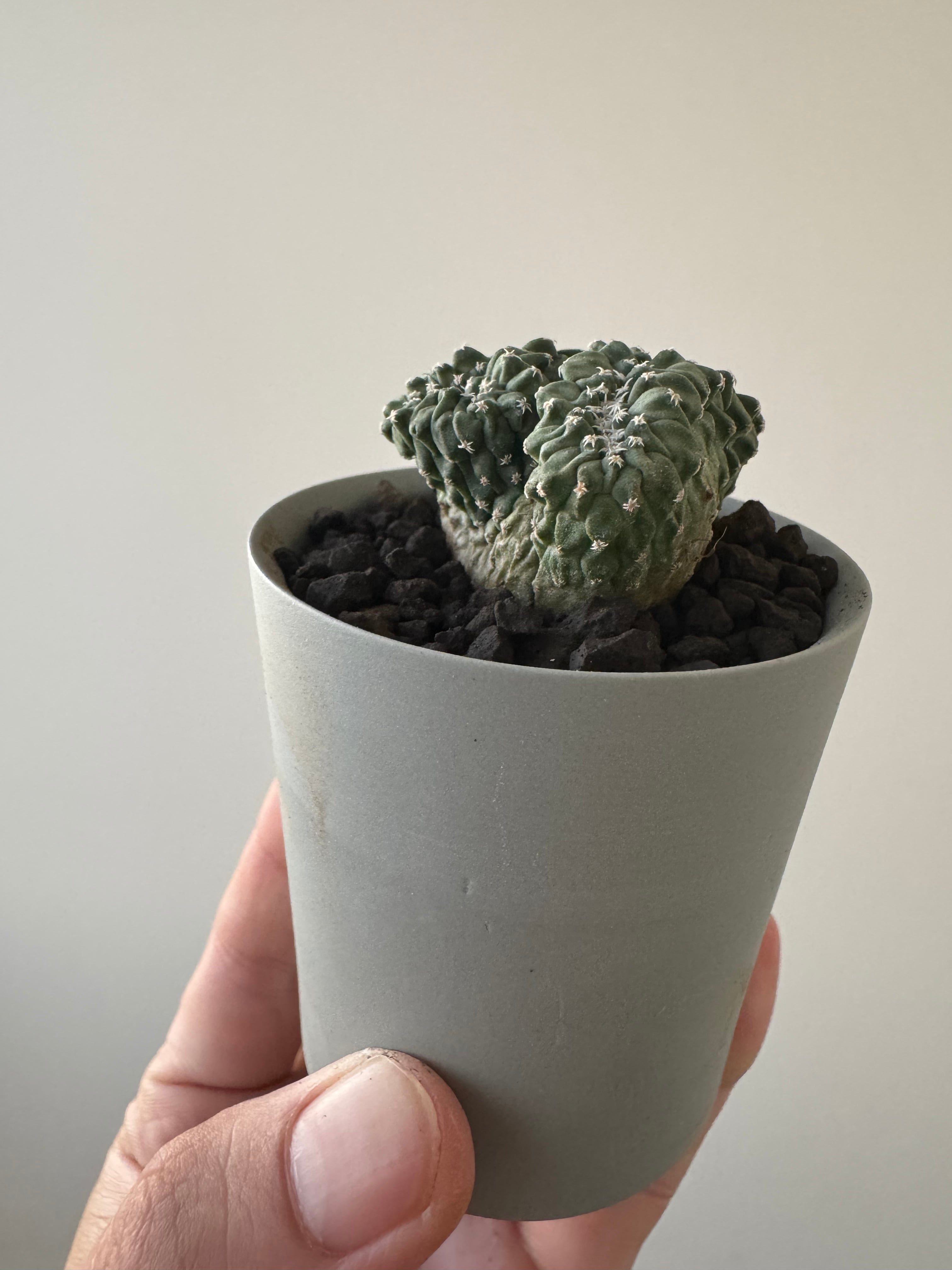 【新着】Strombocactus 菊水綴化 × VALIEM GHOST【極上品】サボテンの吉村さんからの苗