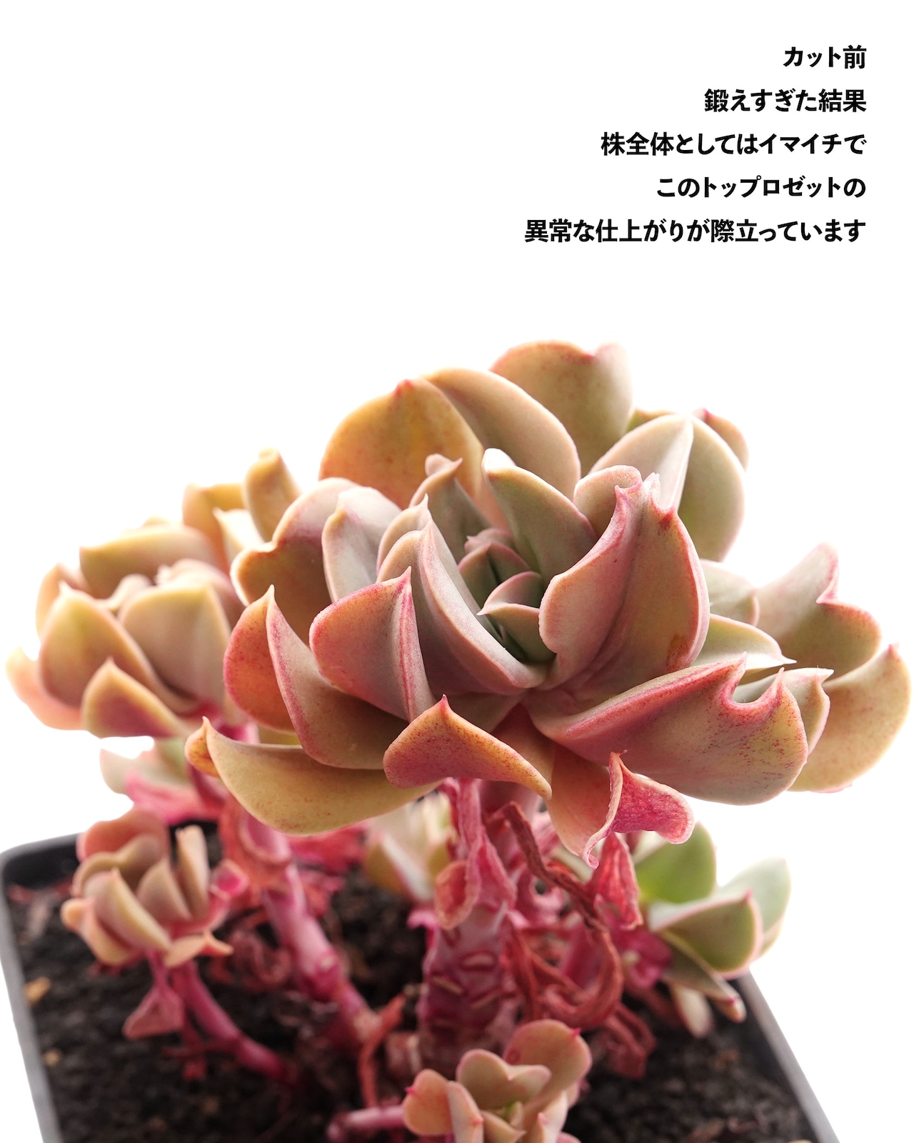 【PREMIUM】切りたて新鮮カット苗 ブラックホーク 極み株 Echeveria 'Black Hawk'
