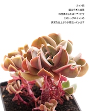【PREMIUM】切りたて新鮮カット苗 ブラックホーク 極み株 Echeveria 'Black Hawk'