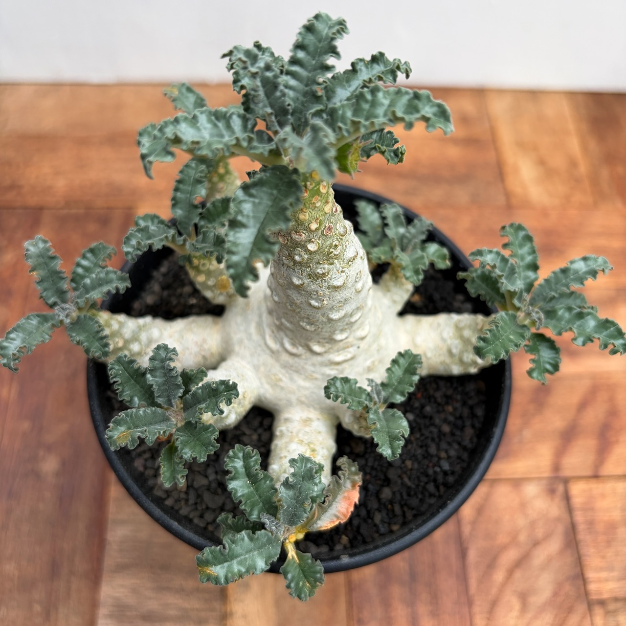 Dorstenia lavrani【ドルステニア・ラブラニー】