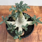 Dorstenia lavrani【ドルステニア・ラブラニー】