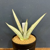 サンスベリア(サンセベリア)　アイスマン【1060】