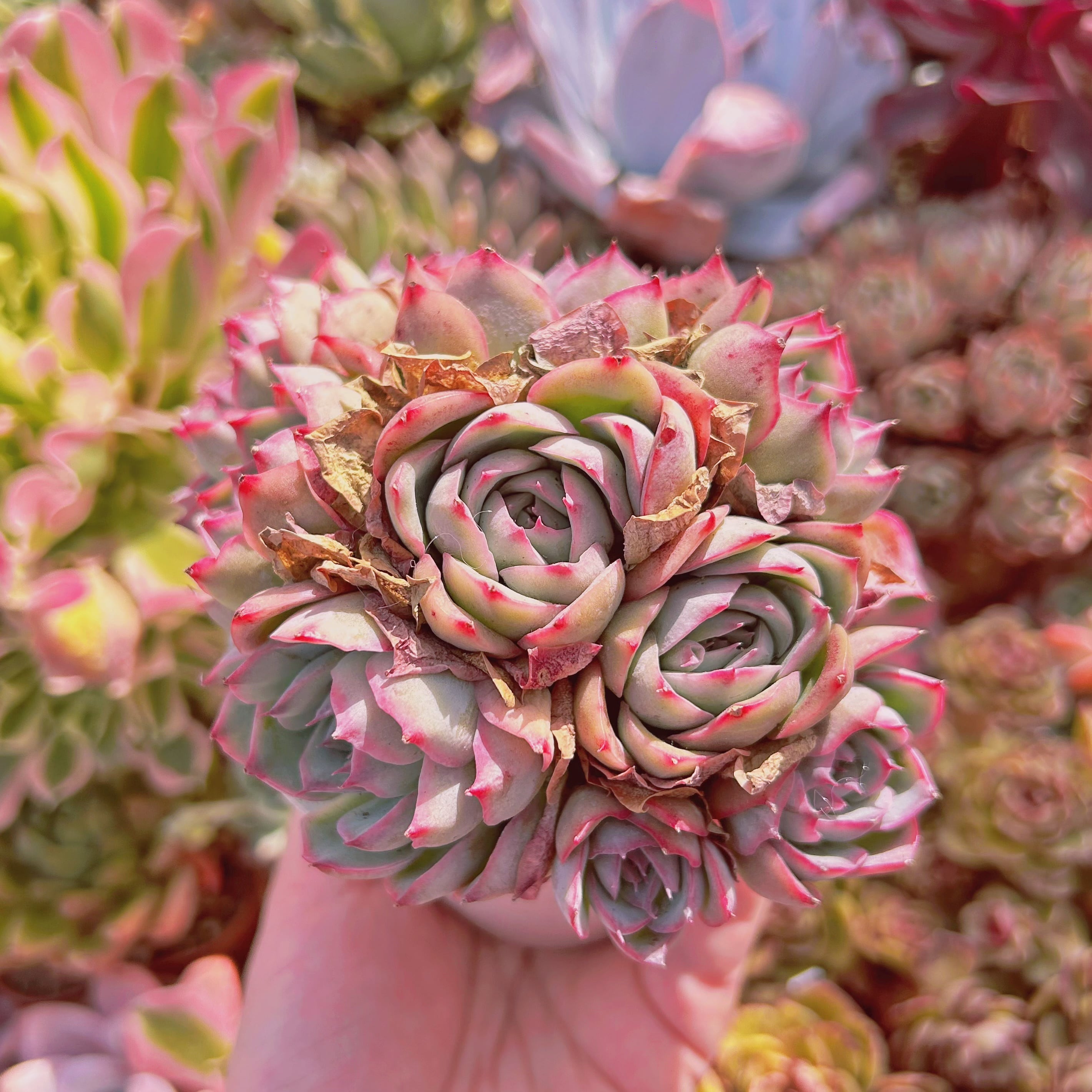 #877現物　多肉植物　シルエット　特大群生