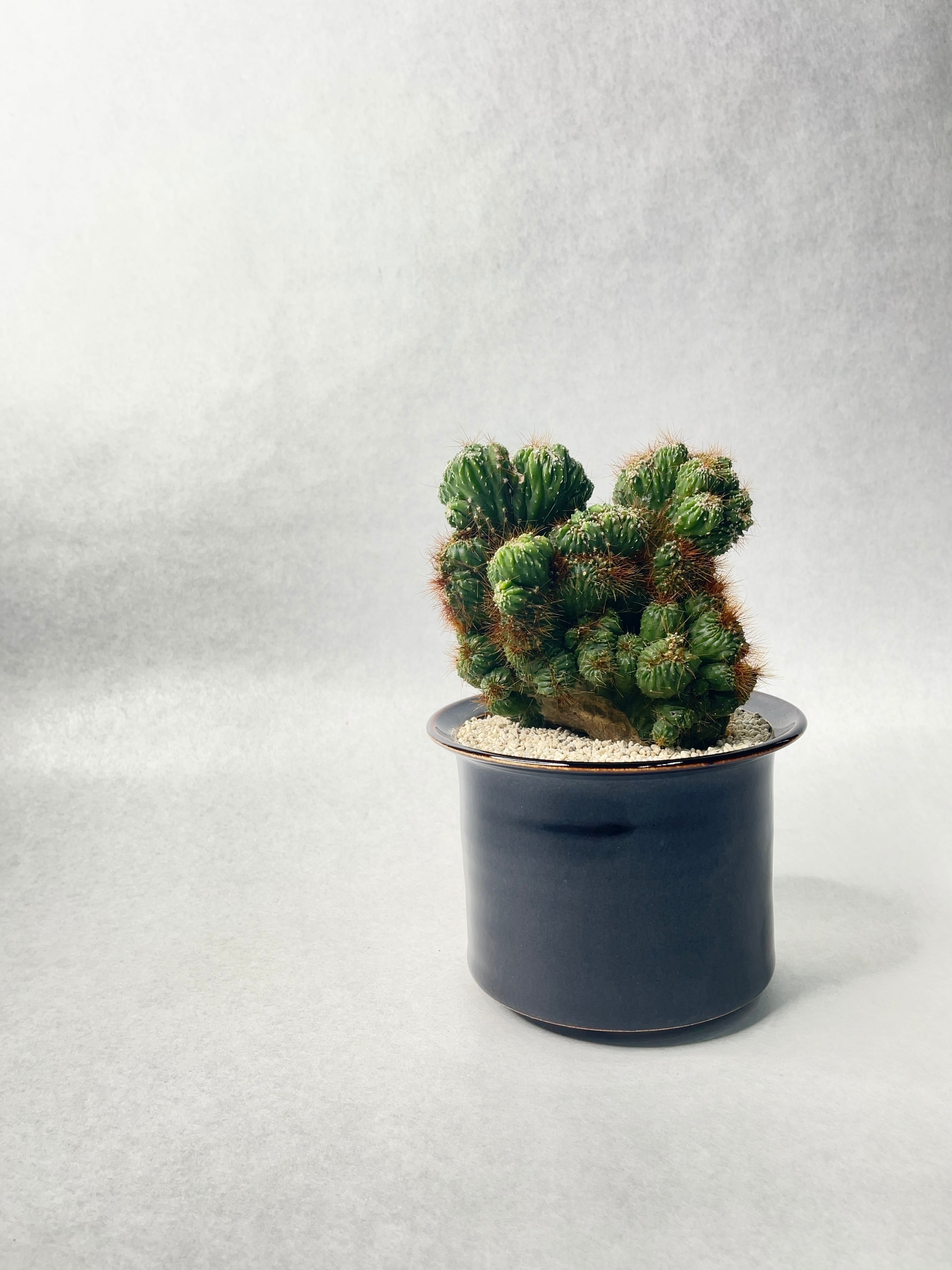 セレウス・残雪獅子 | trigger