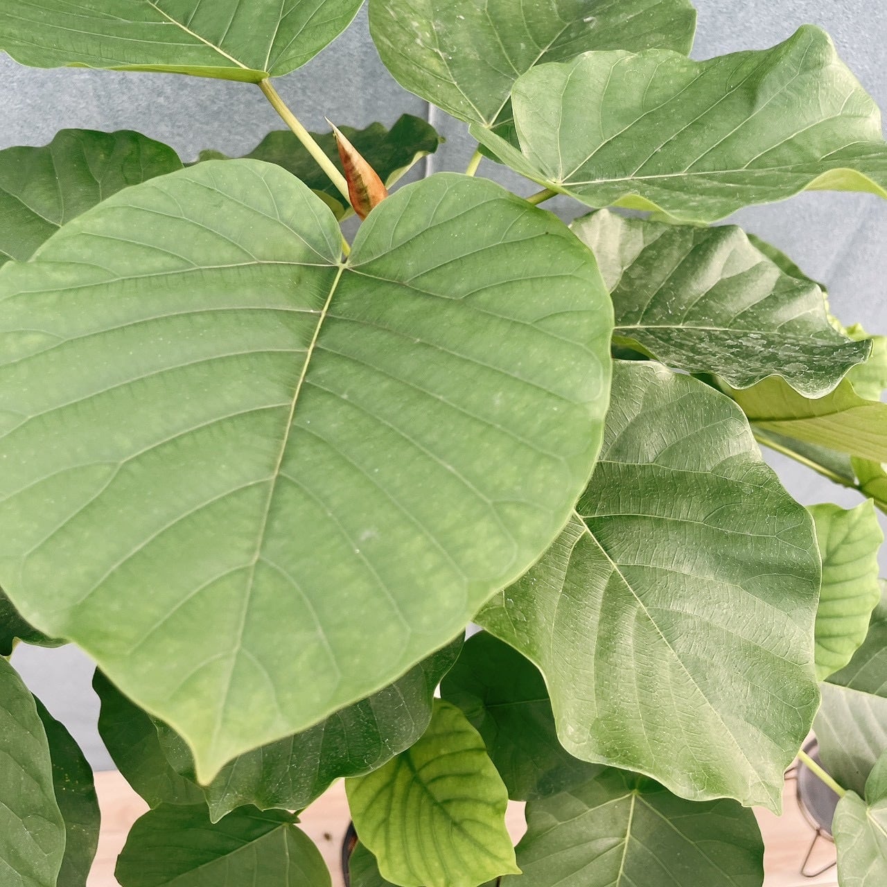 ［現品］20番　フィカス　ウンベラータ　8号　観葉植物　室内　ゴムの木　人気 現品］20番 フィカス ウンベラータ 8号 観葉植物 室内 ゴムの木 人気