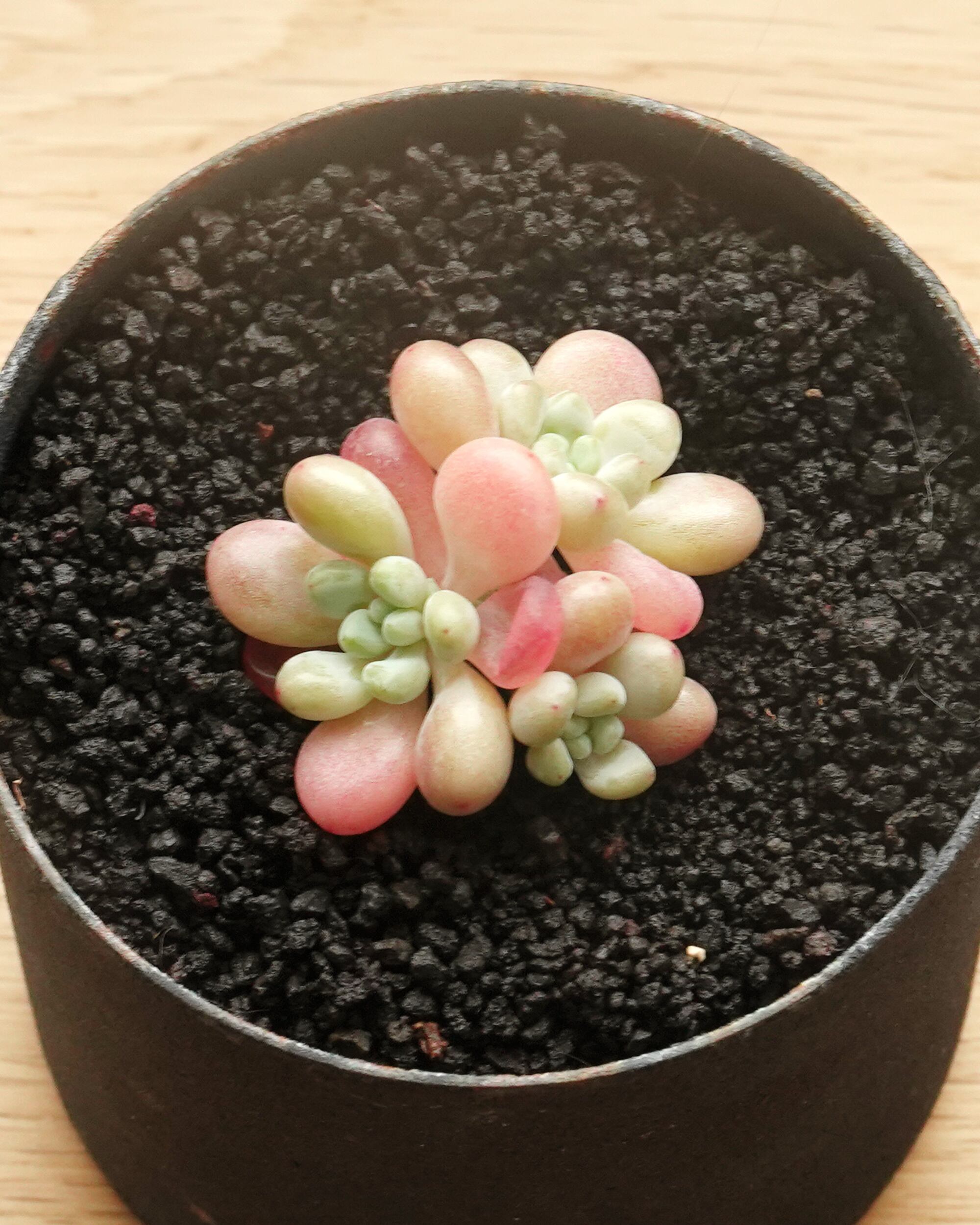 96 フリルの子 小群生 根っこなし カット苗 氷珠玉露 多肉植物 カット