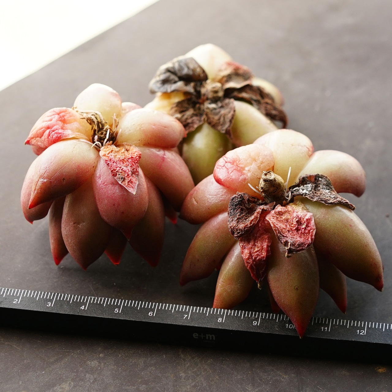 発根済カット苗 フランクレイネルト Echeveria 'Frank Reinelt'